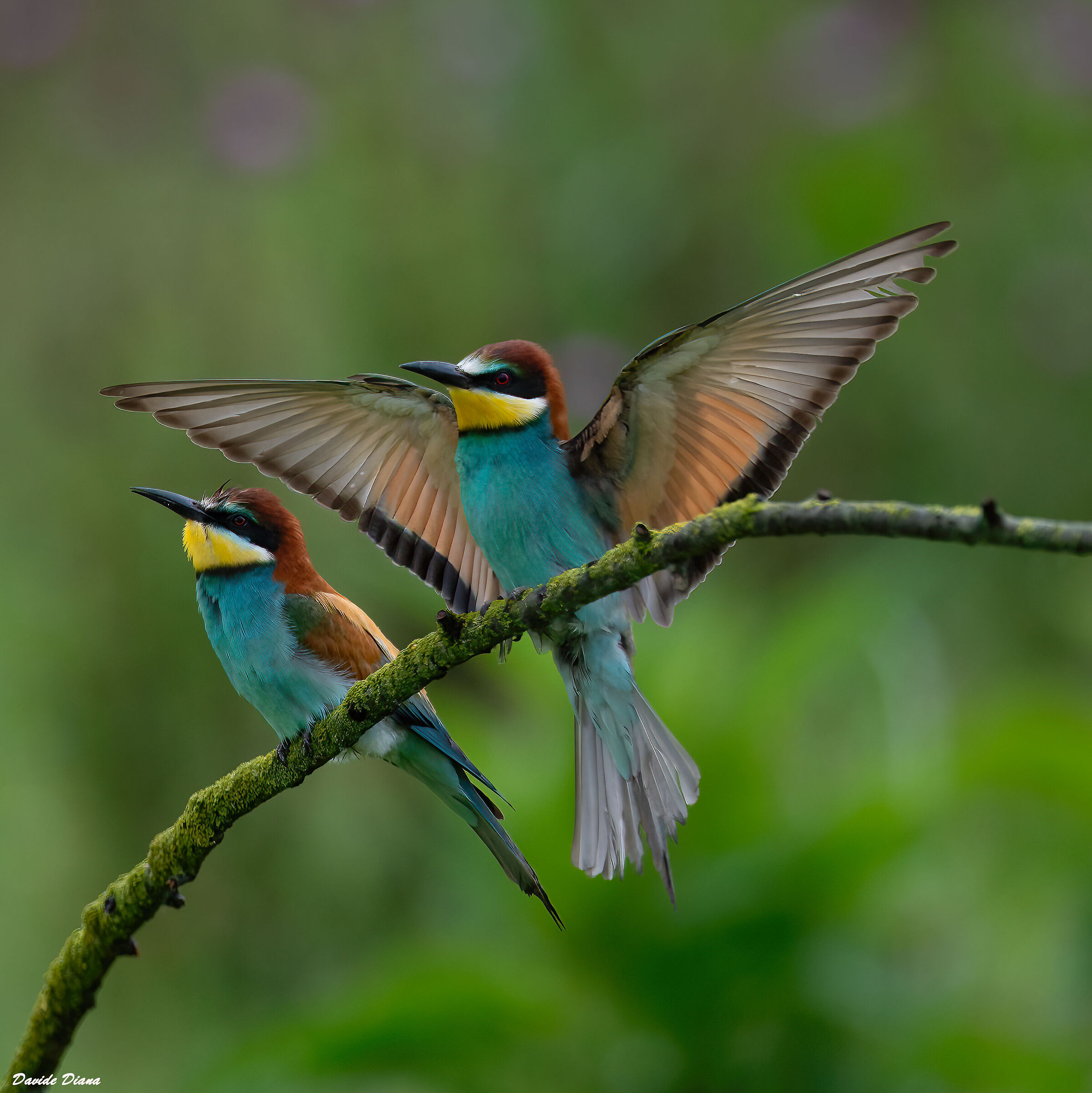 Bee-eater