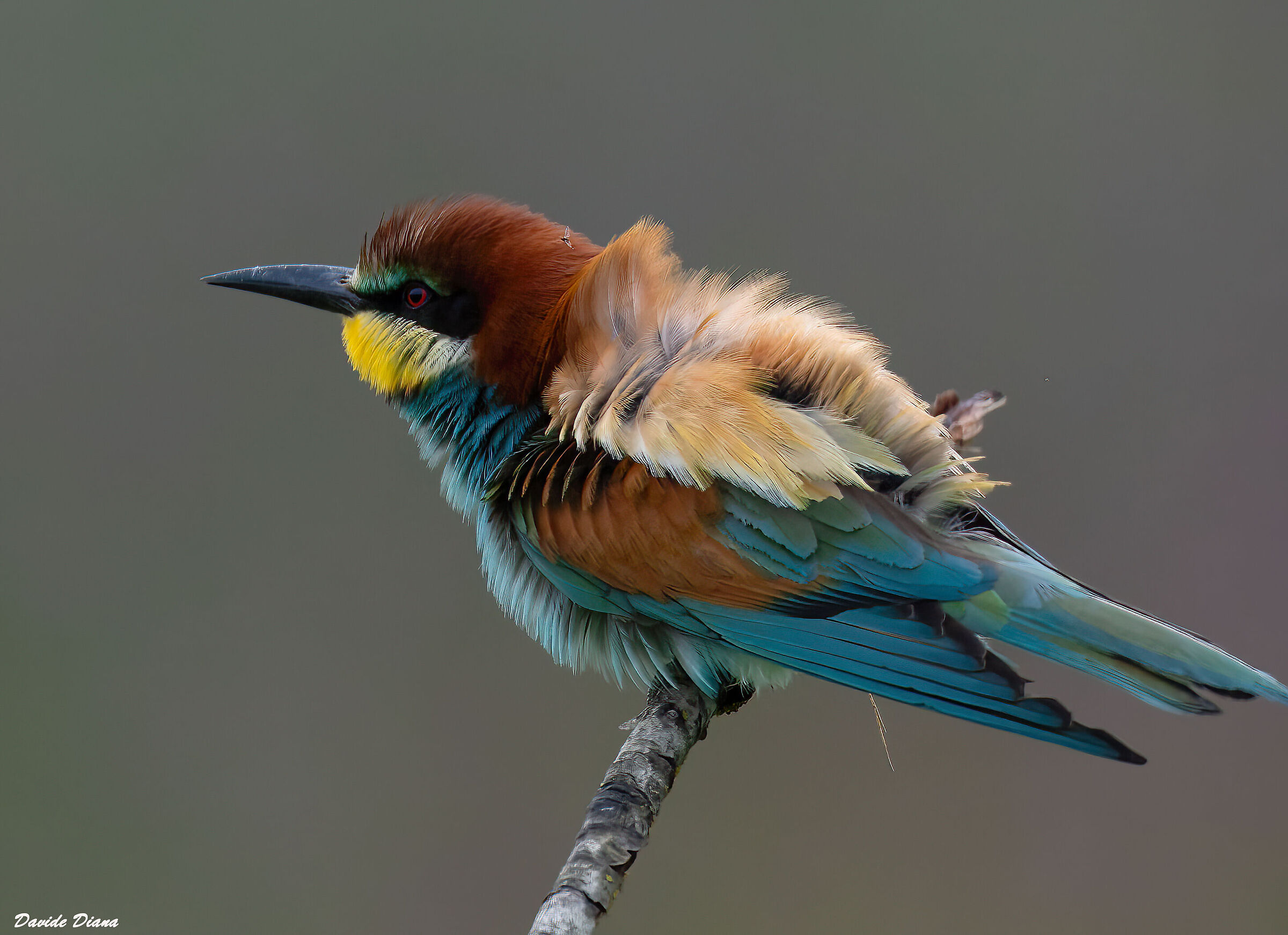 Bee-eater