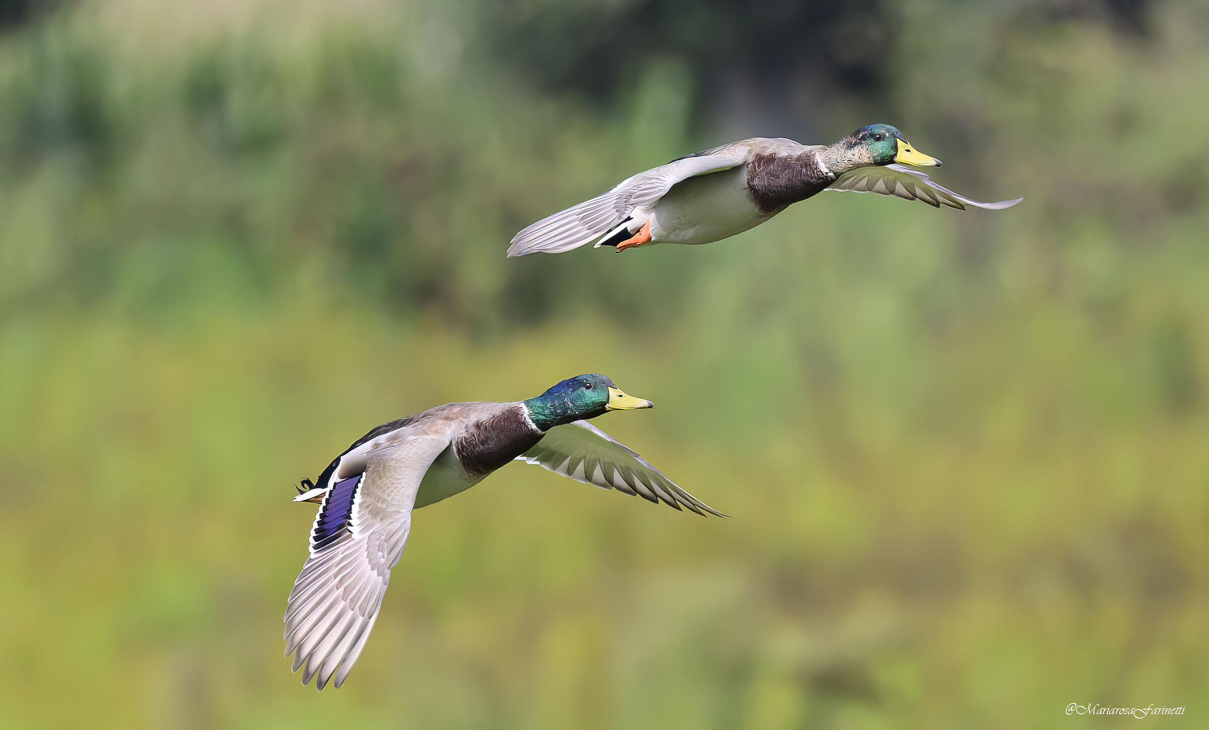 Mallards