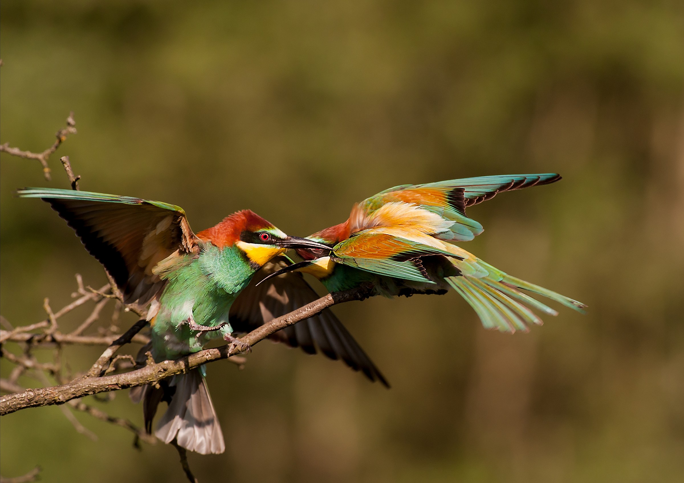 la conquista del territorio