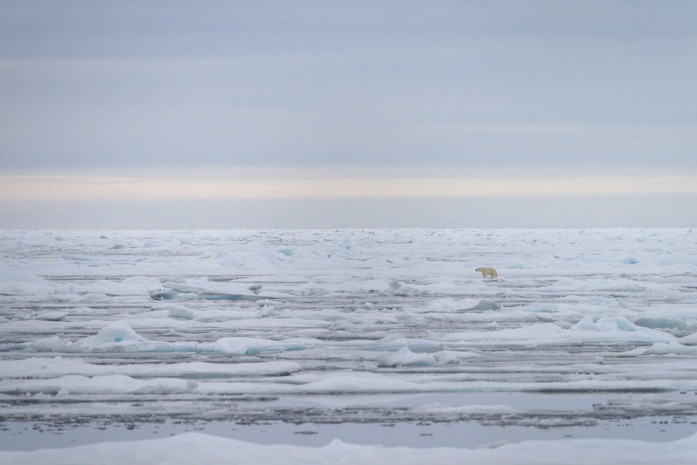 Polar bear, Svalbard.