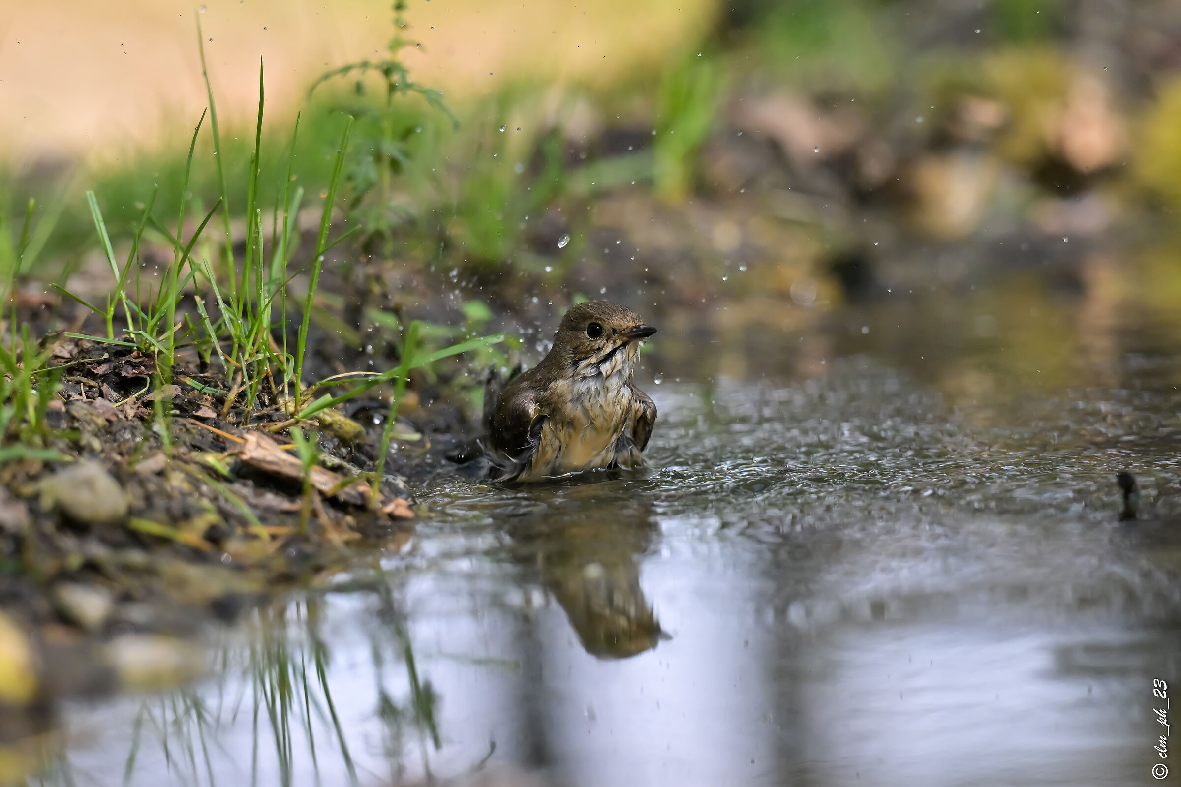 Ready , departure , away !!! Baila Nera