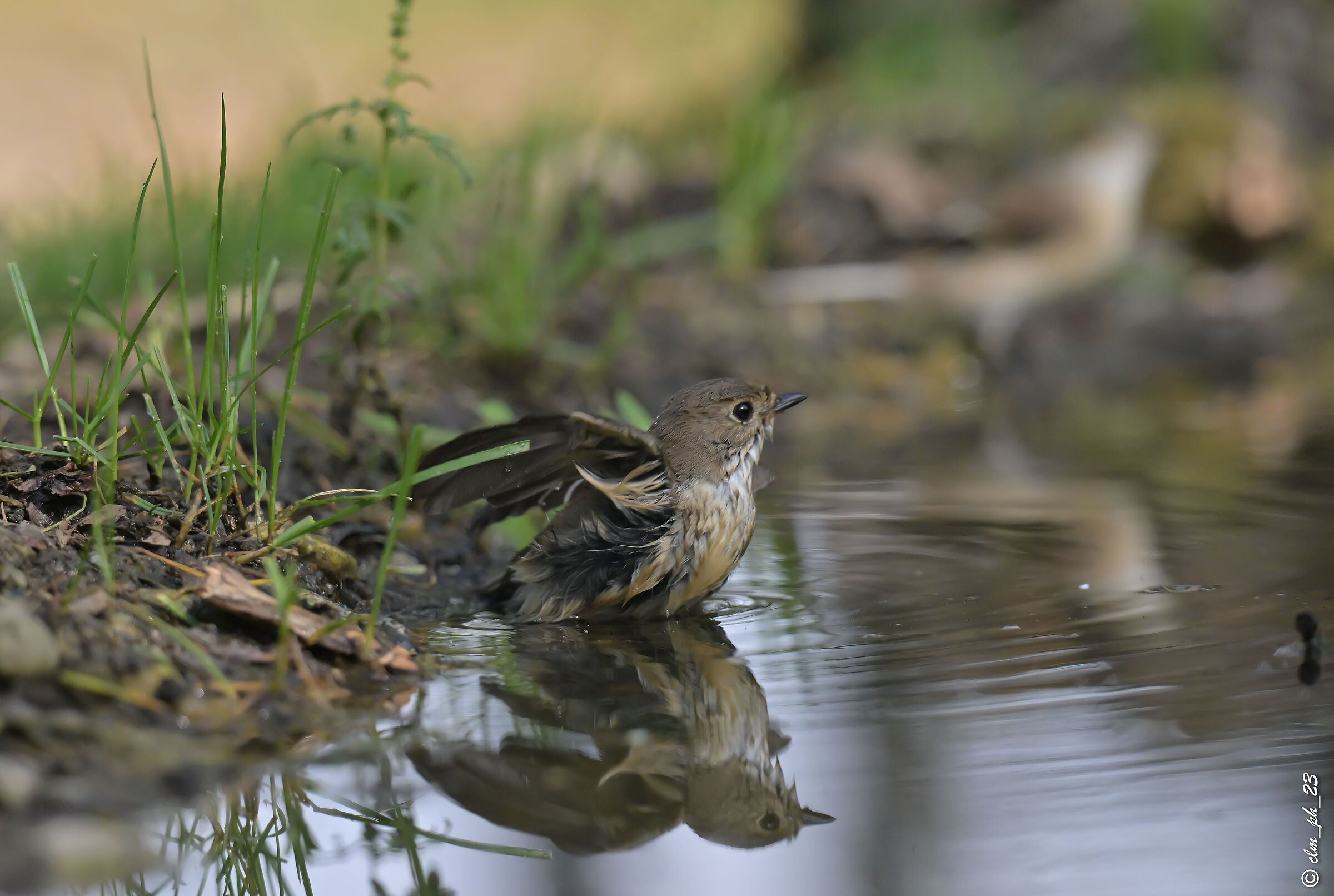 Ready , departure , away !!! Baila Nera