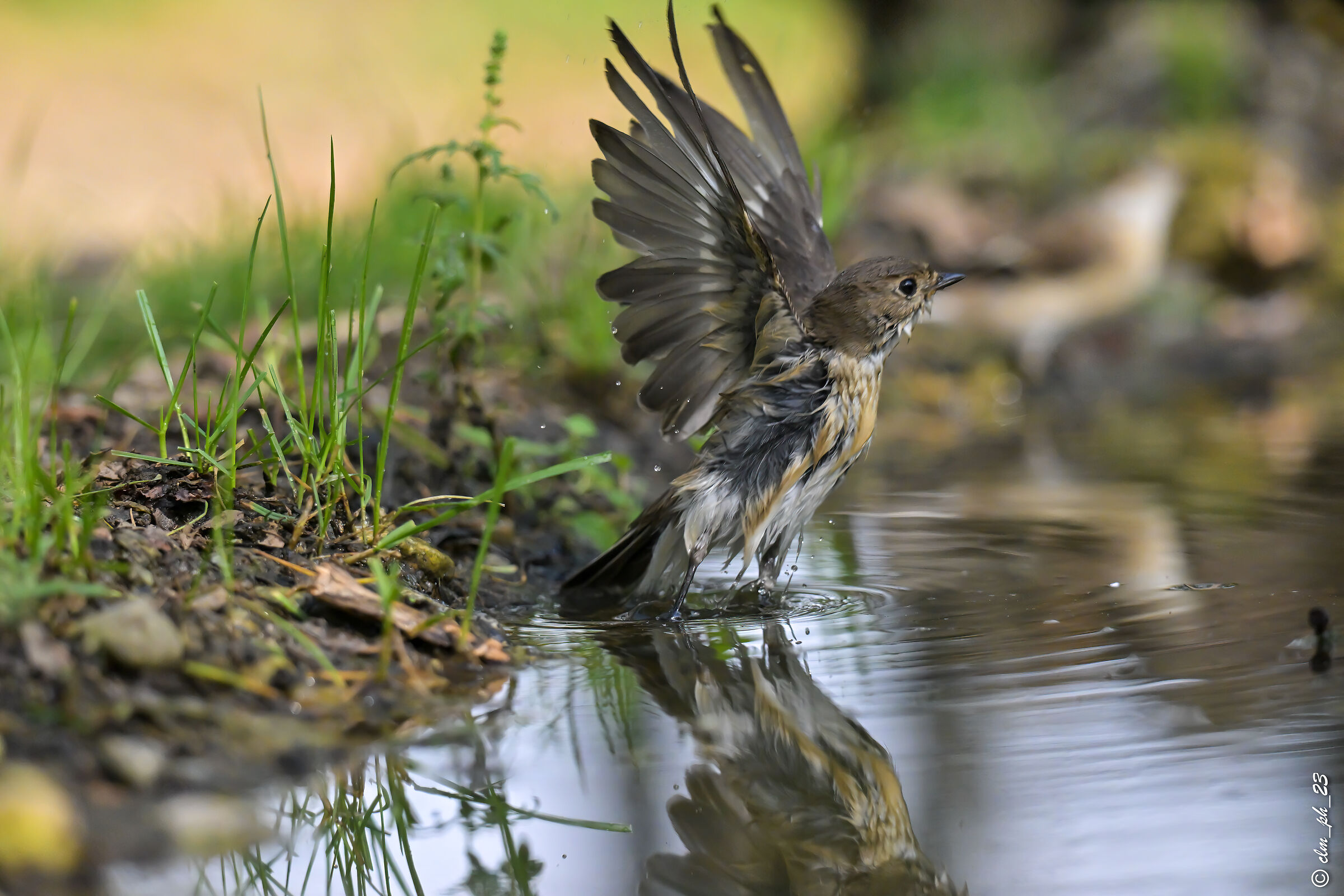 Ready , departure , away !!! Baila Nera