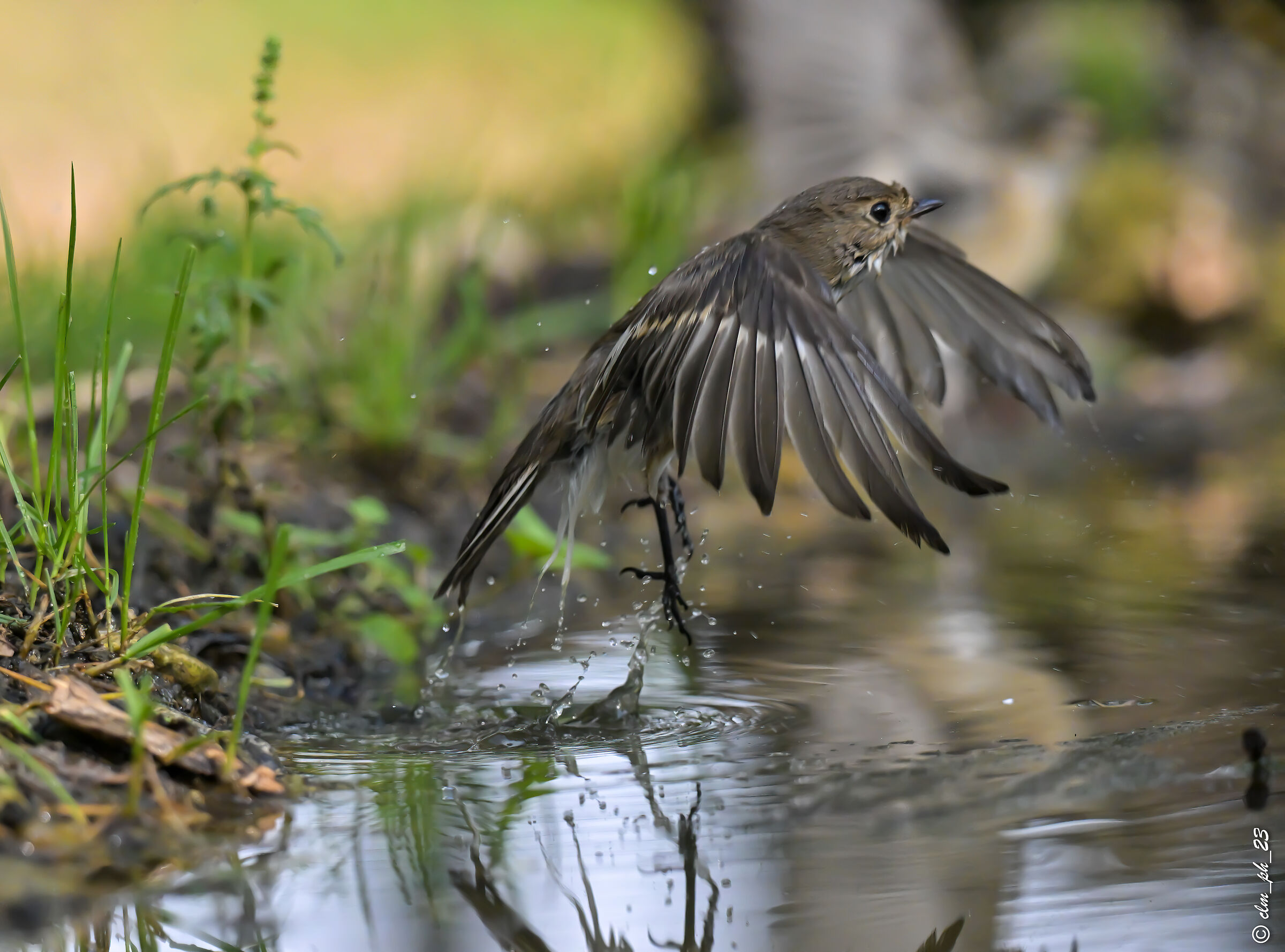 Ready , departure , away !!! Baila Nera
