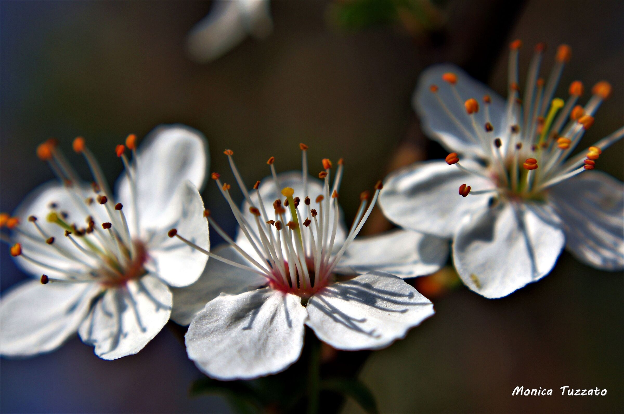 fiori di aglio selvatico