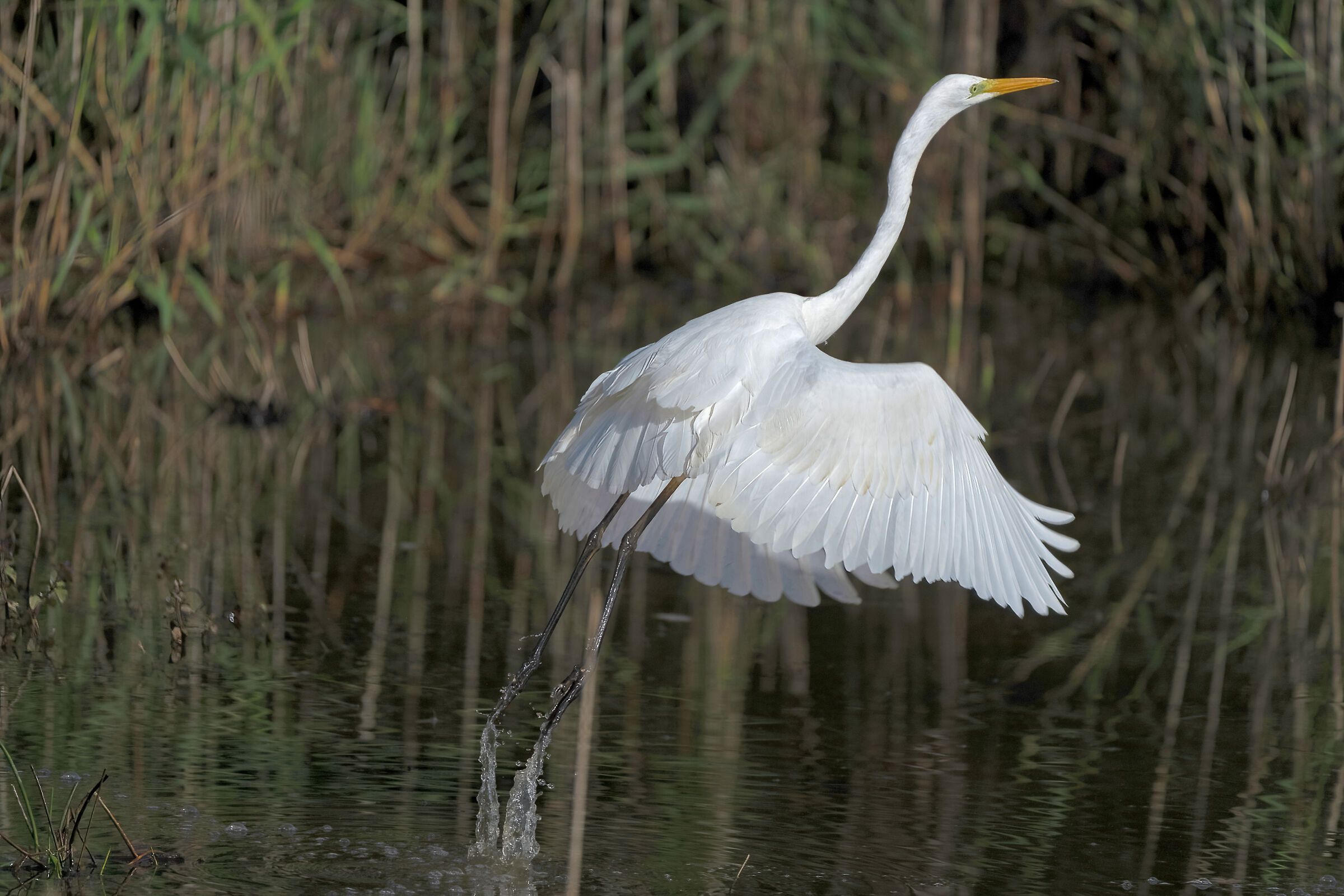 Great white heron taking off