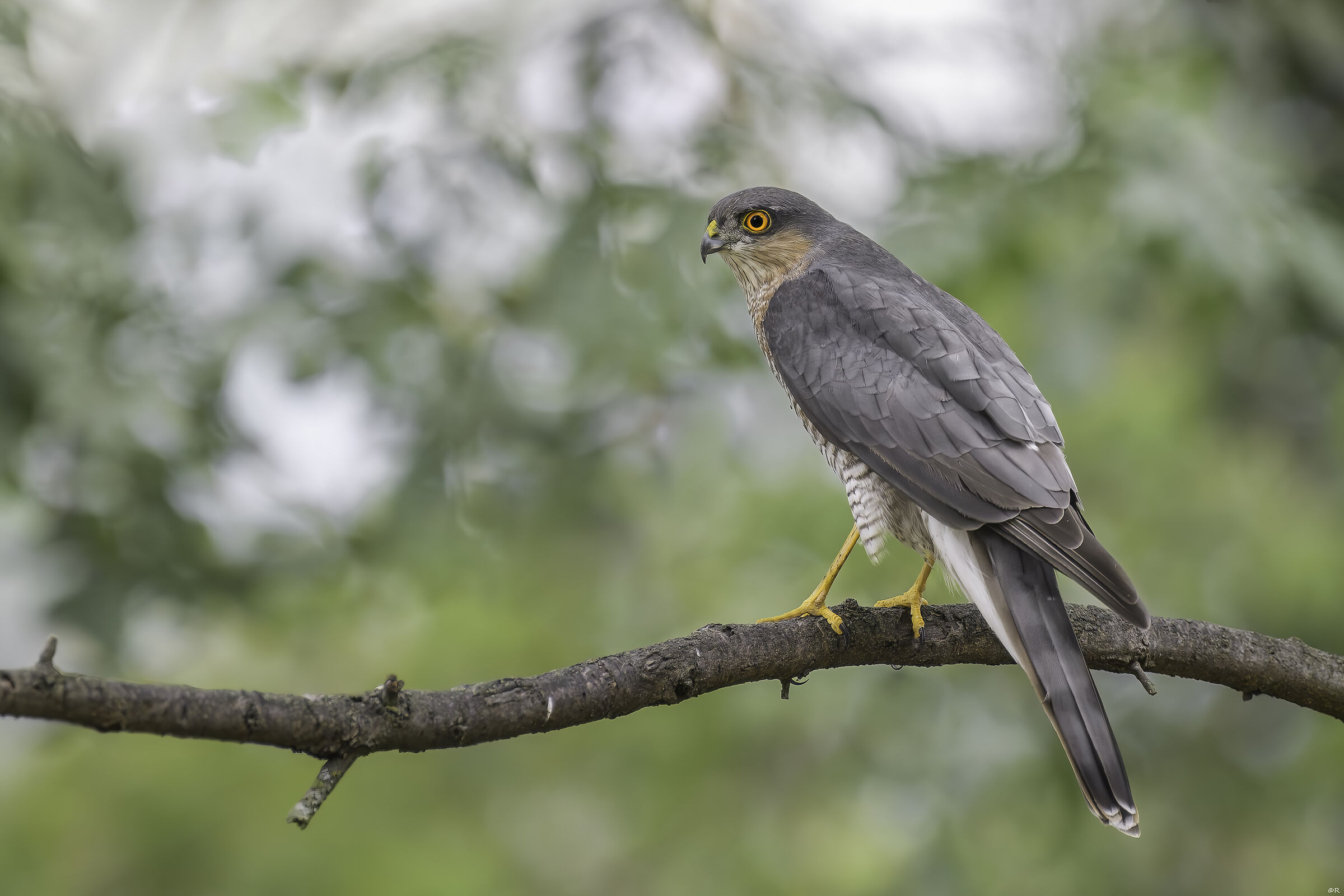 Sparrowhawk Adult male