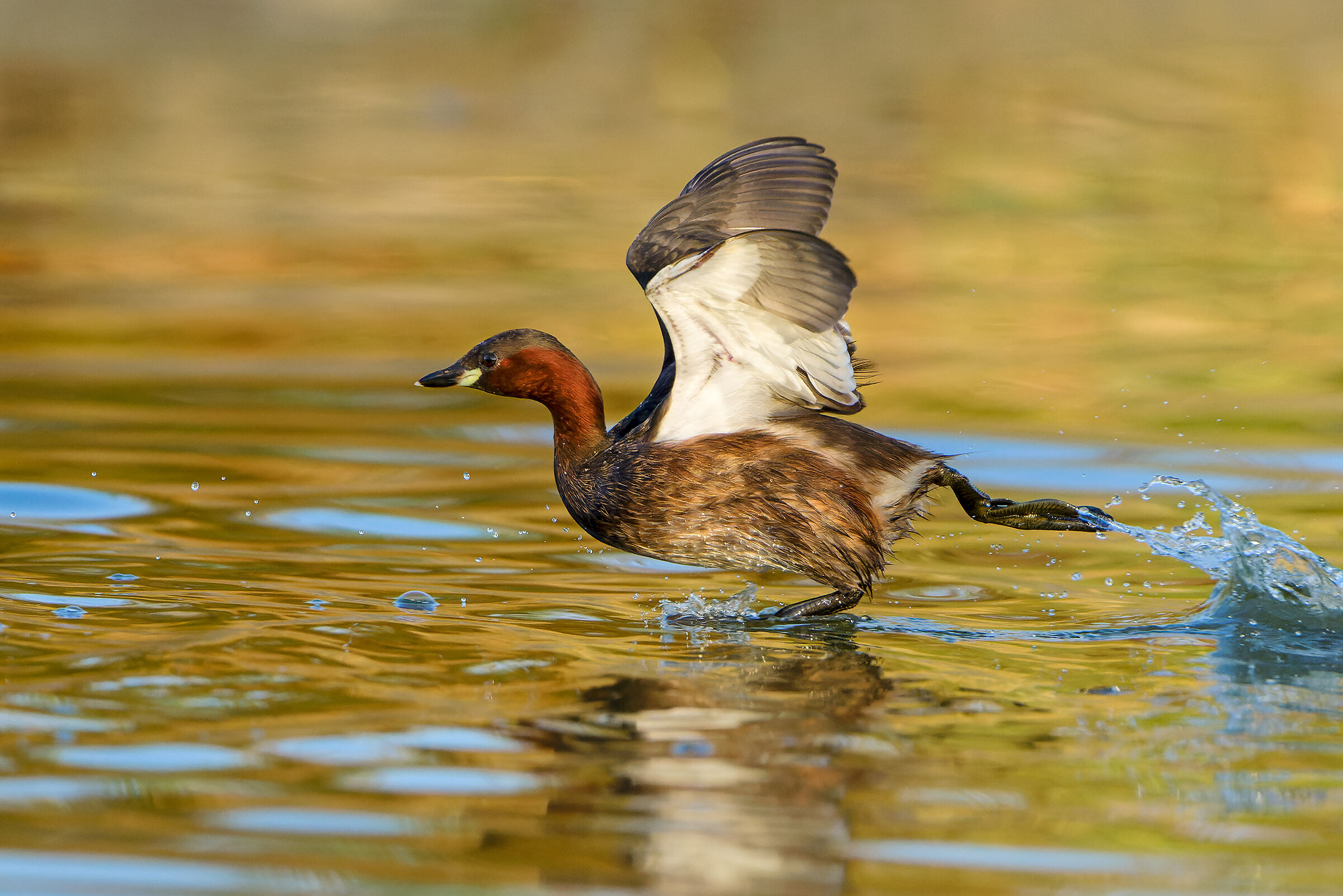 Dabchick