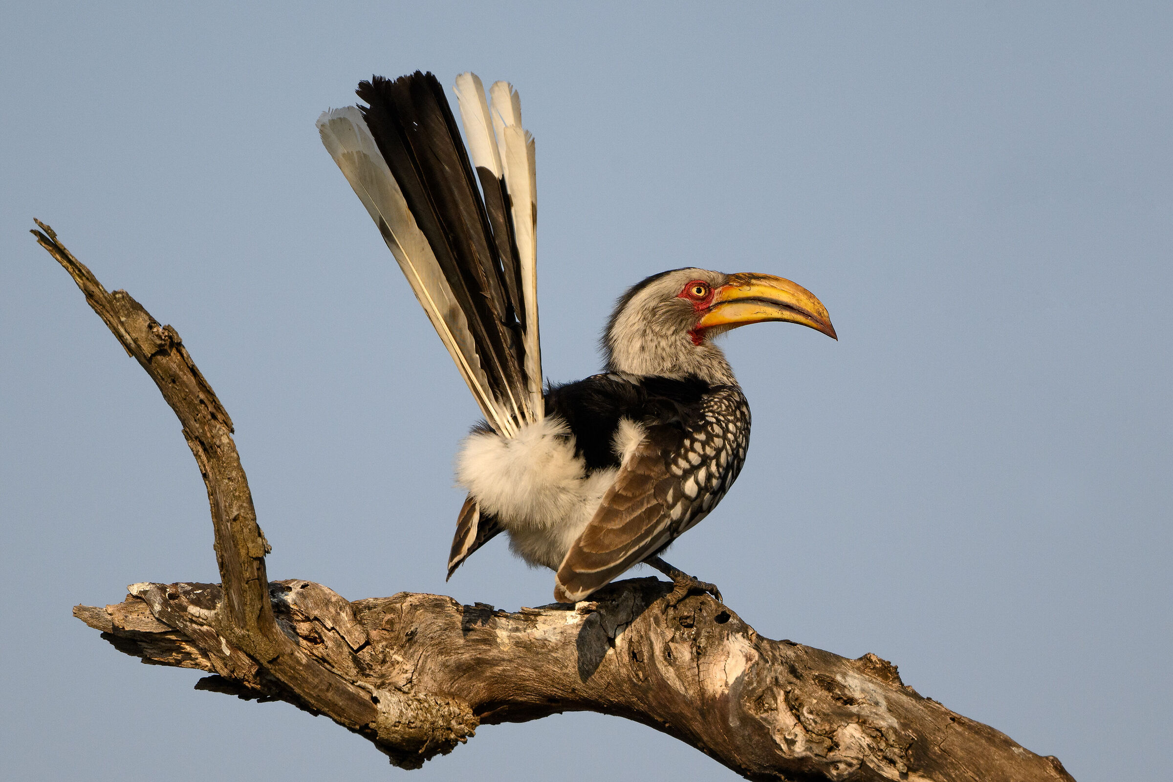Yellow-billed hornbill