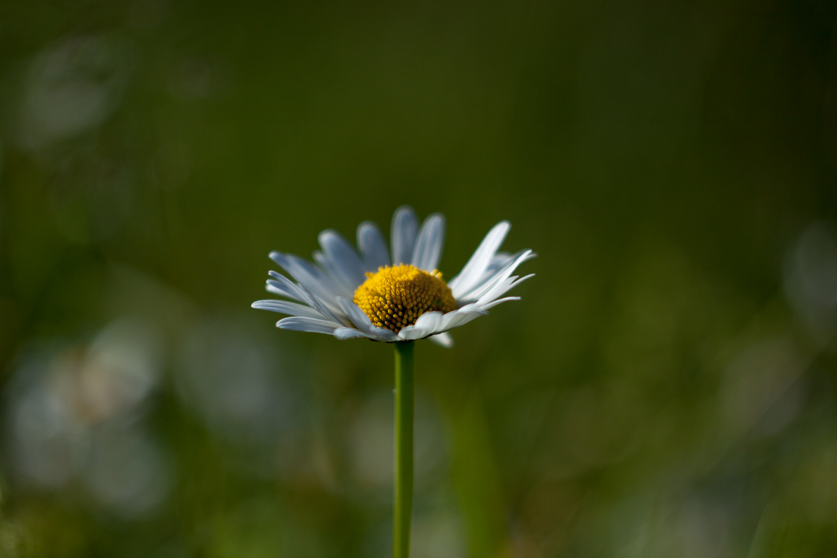 Margherita II Centrale