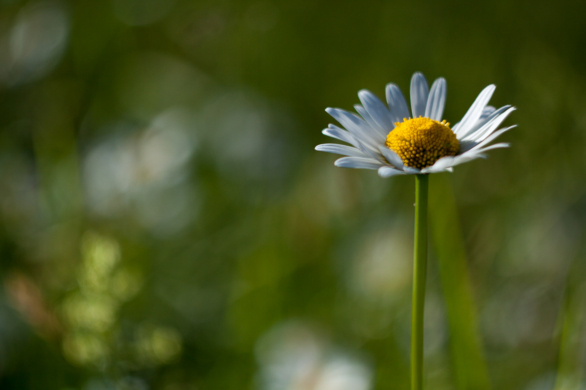 Margherita III Decentrata