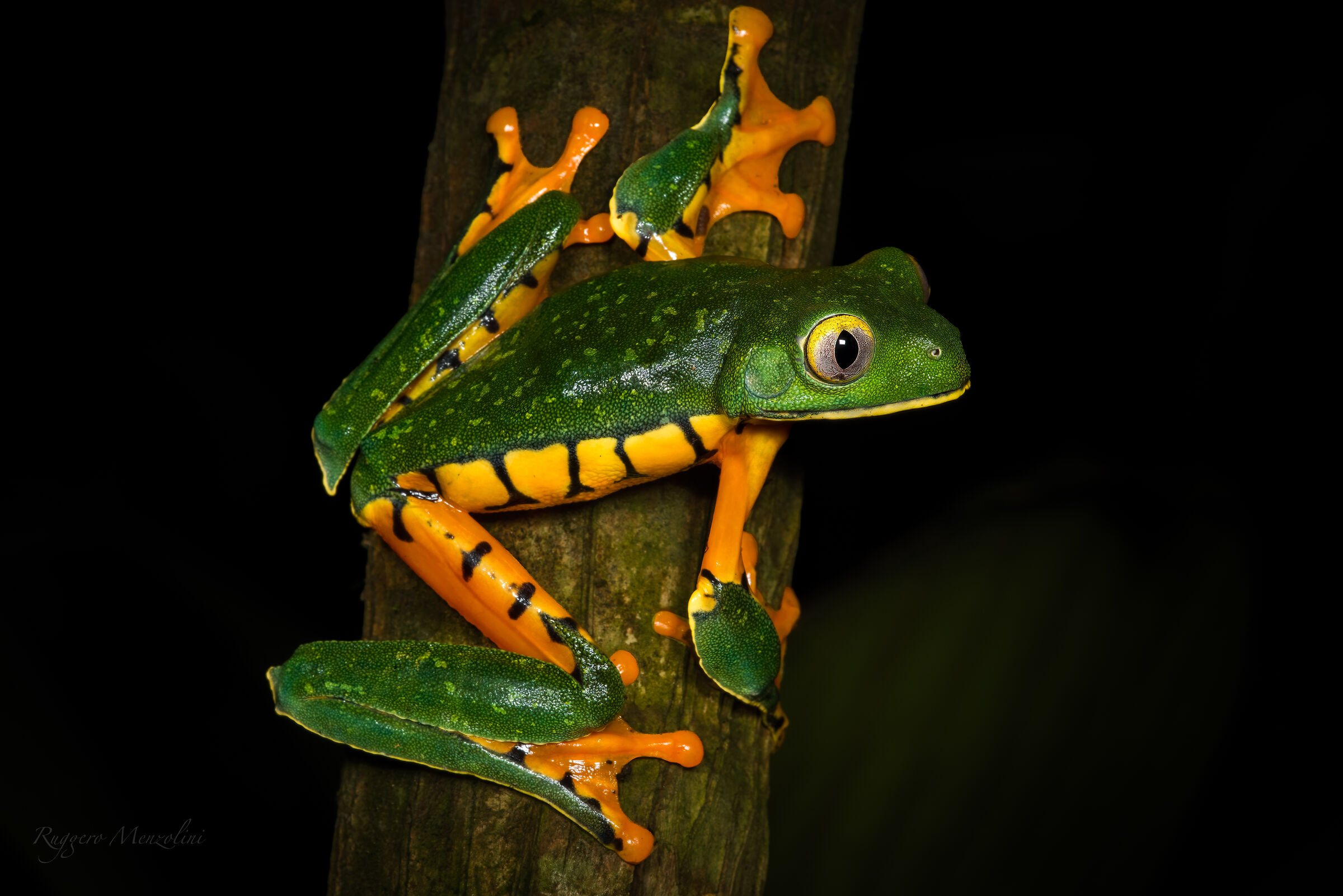 Tiger-stripe tree frog