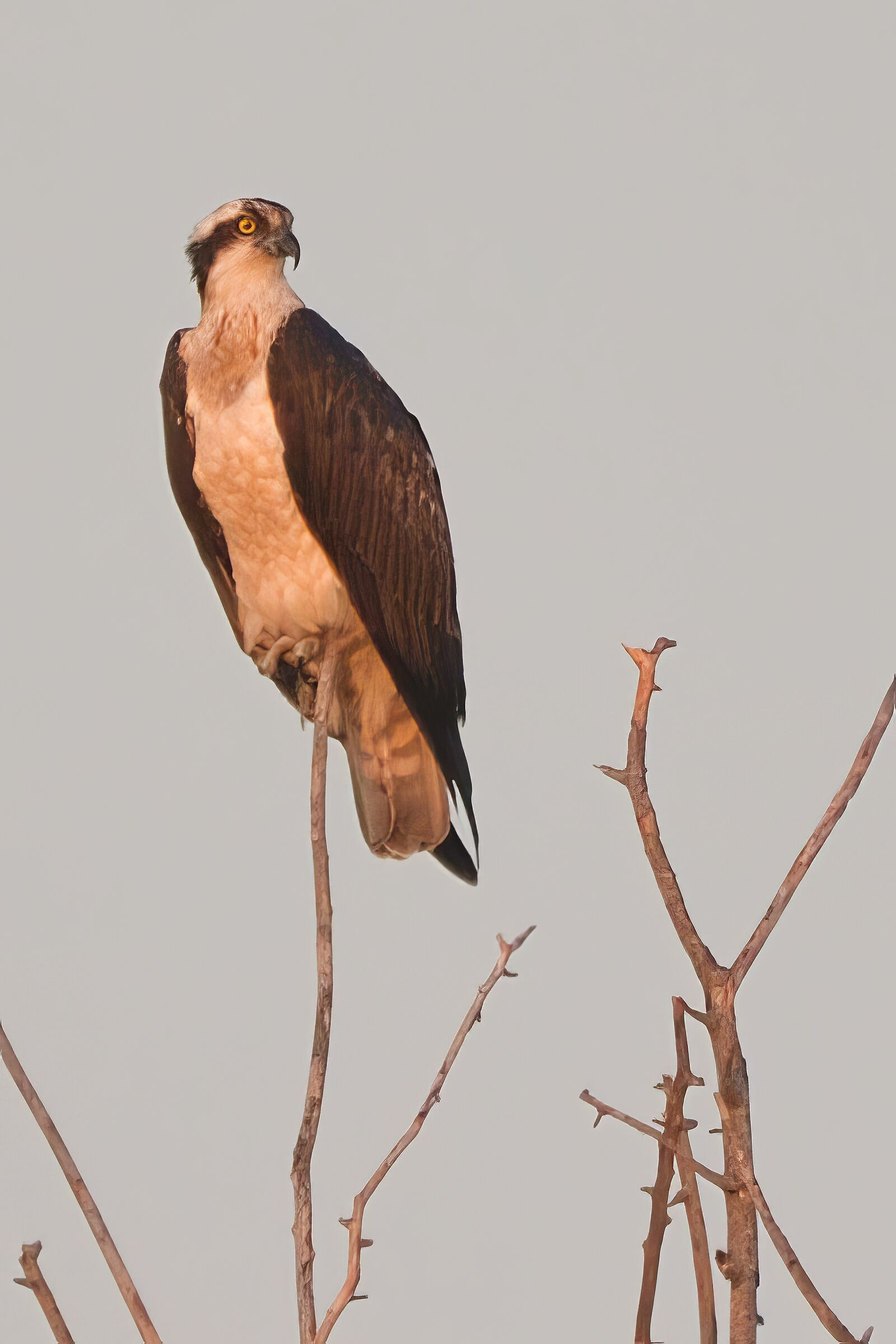 osprey