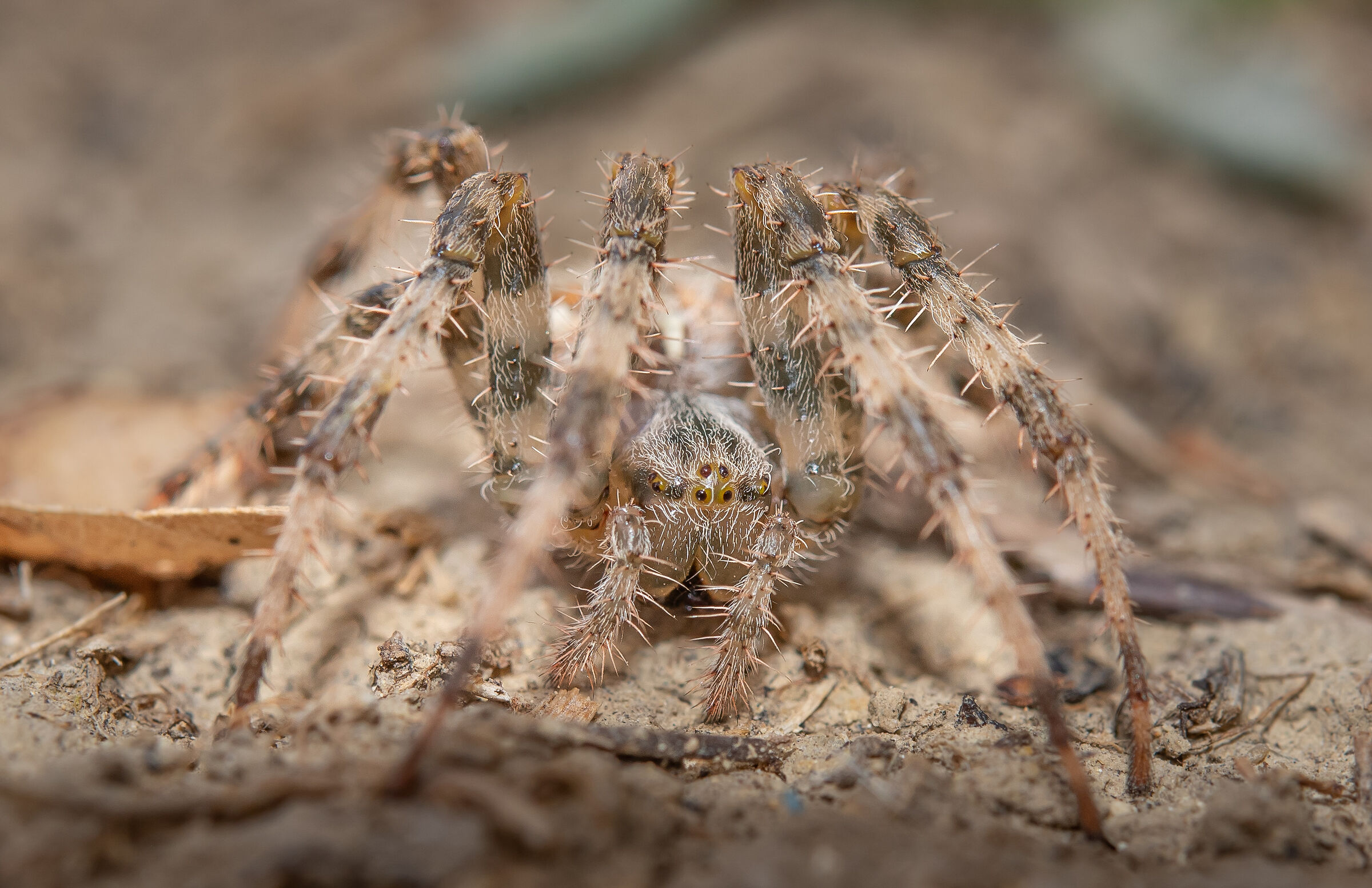 Araneus diadematus other variety