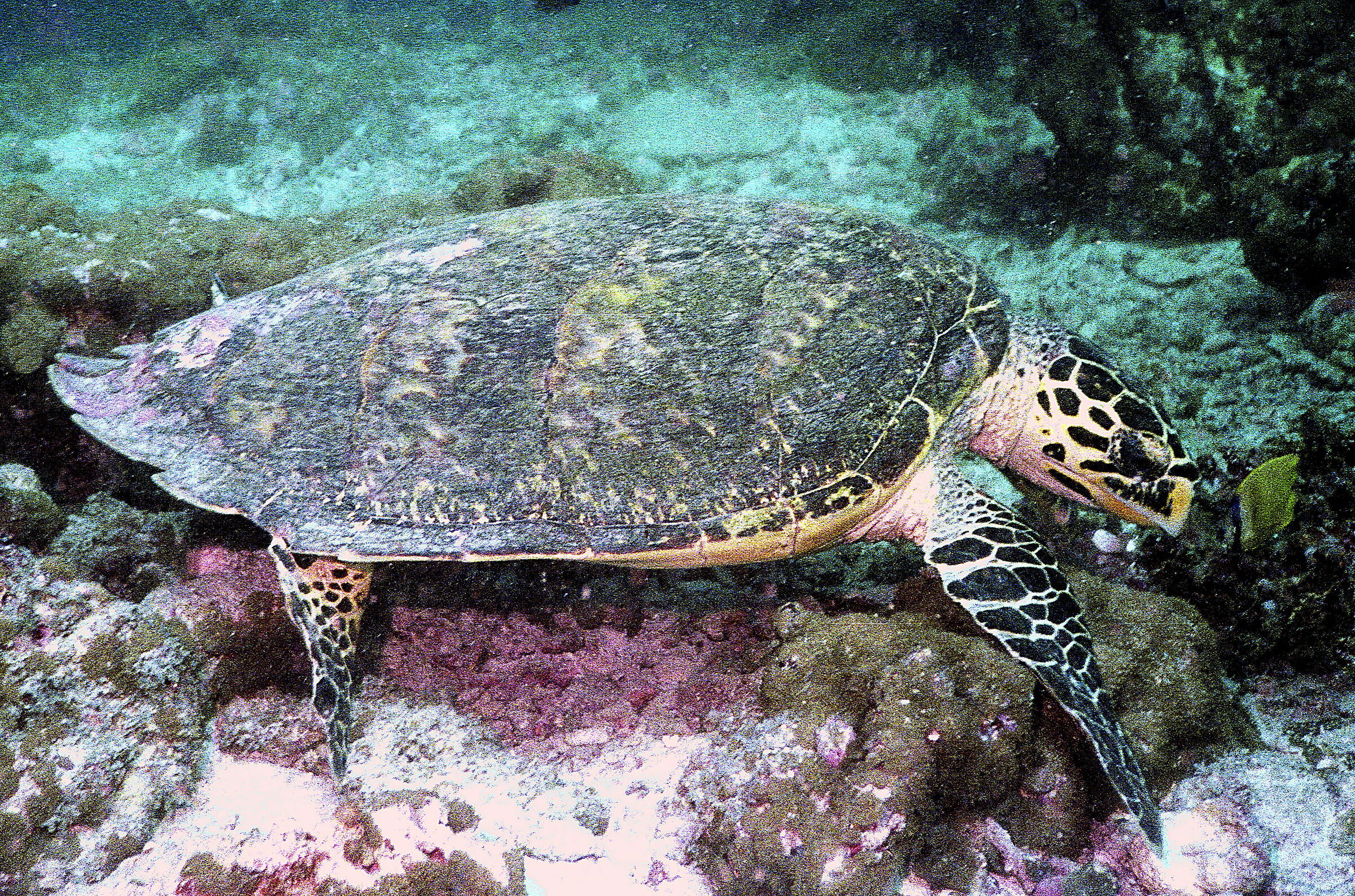 Maldives Hawksbill turtle (Eretmochelys imbricata)