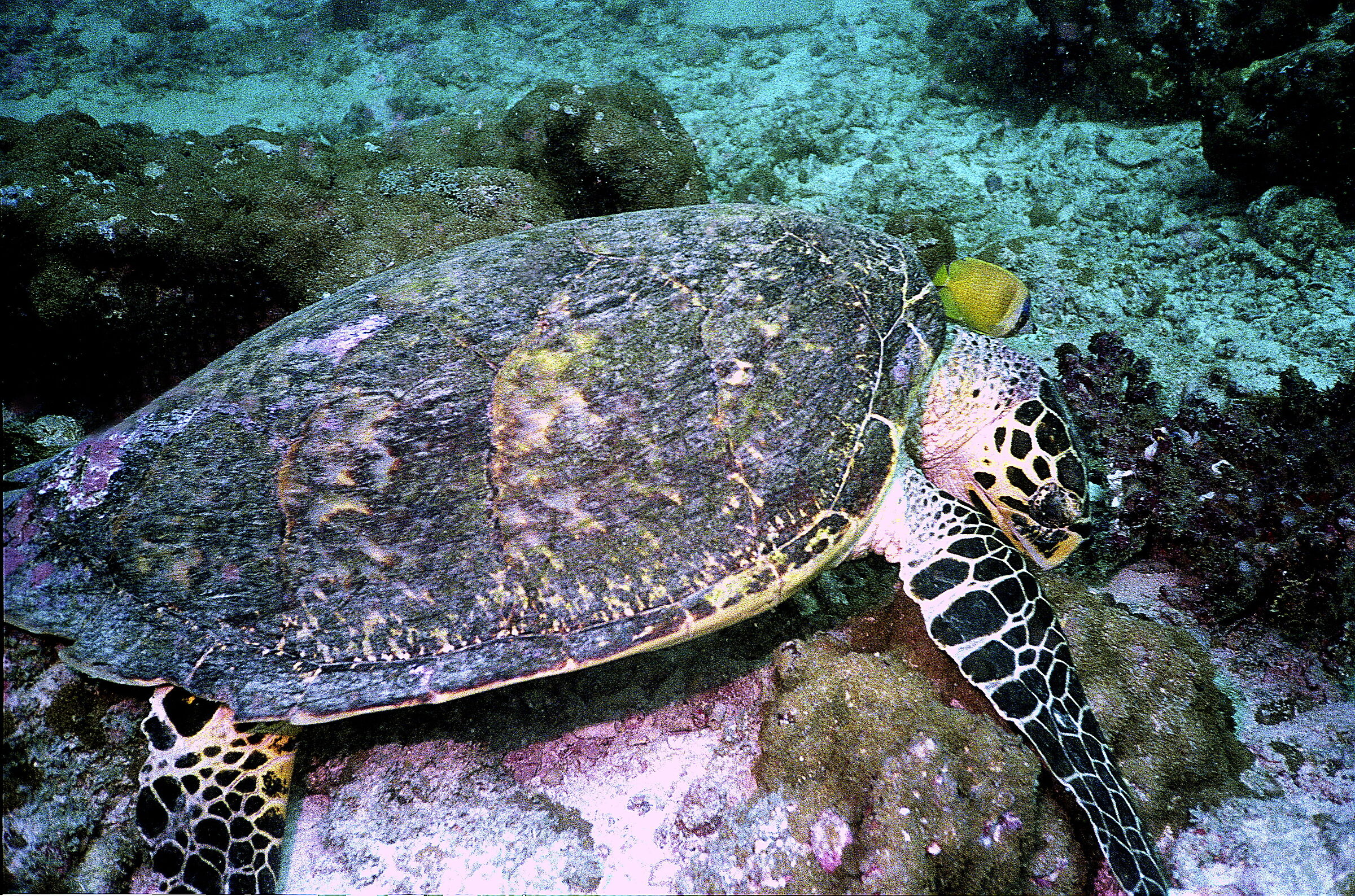 Maldives Hawksbill turtle (Eretmochelys imbricata)