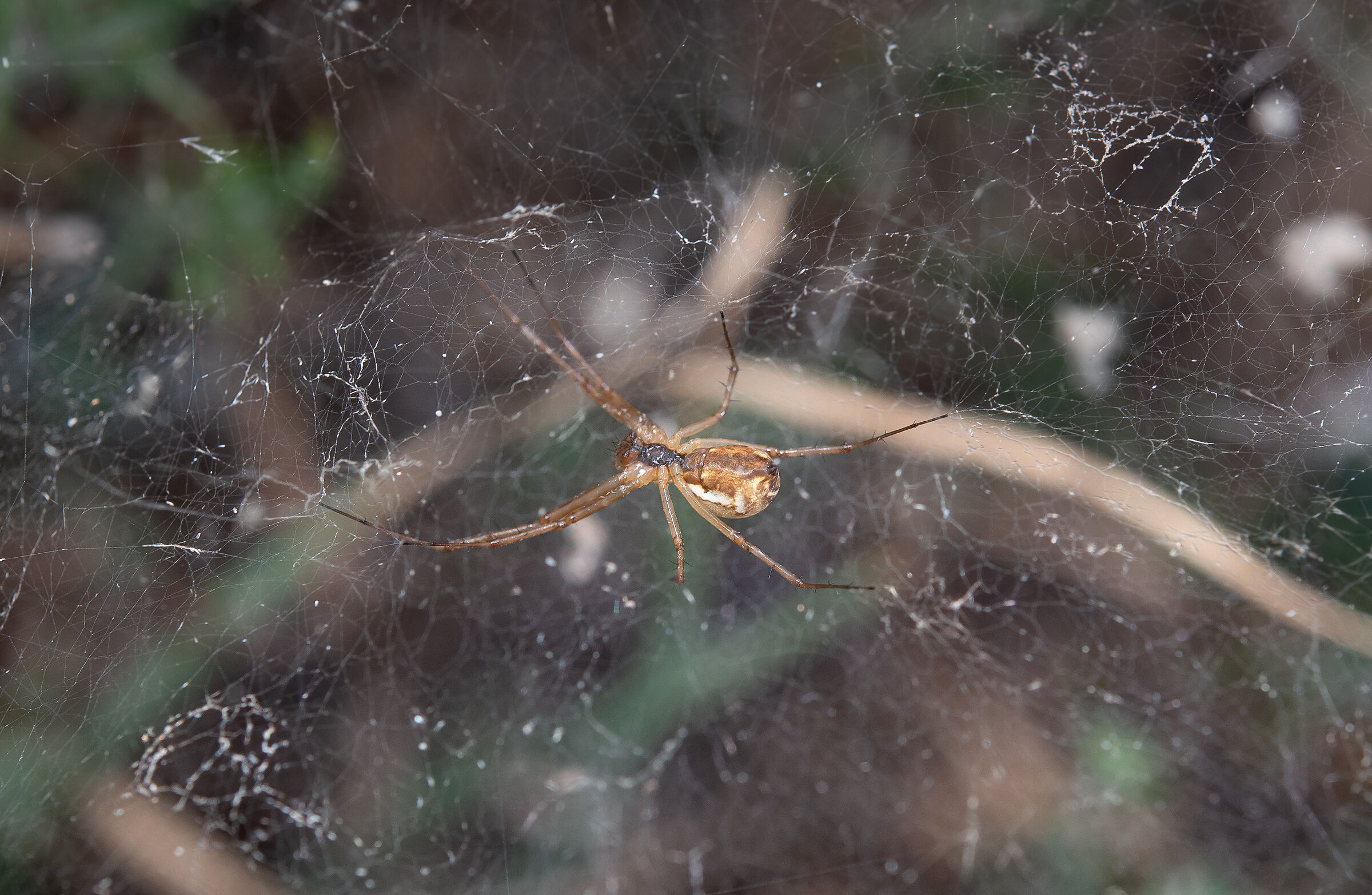 Linyphia triangularis