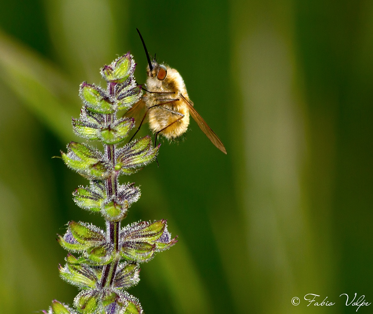 Spuntino di primavera