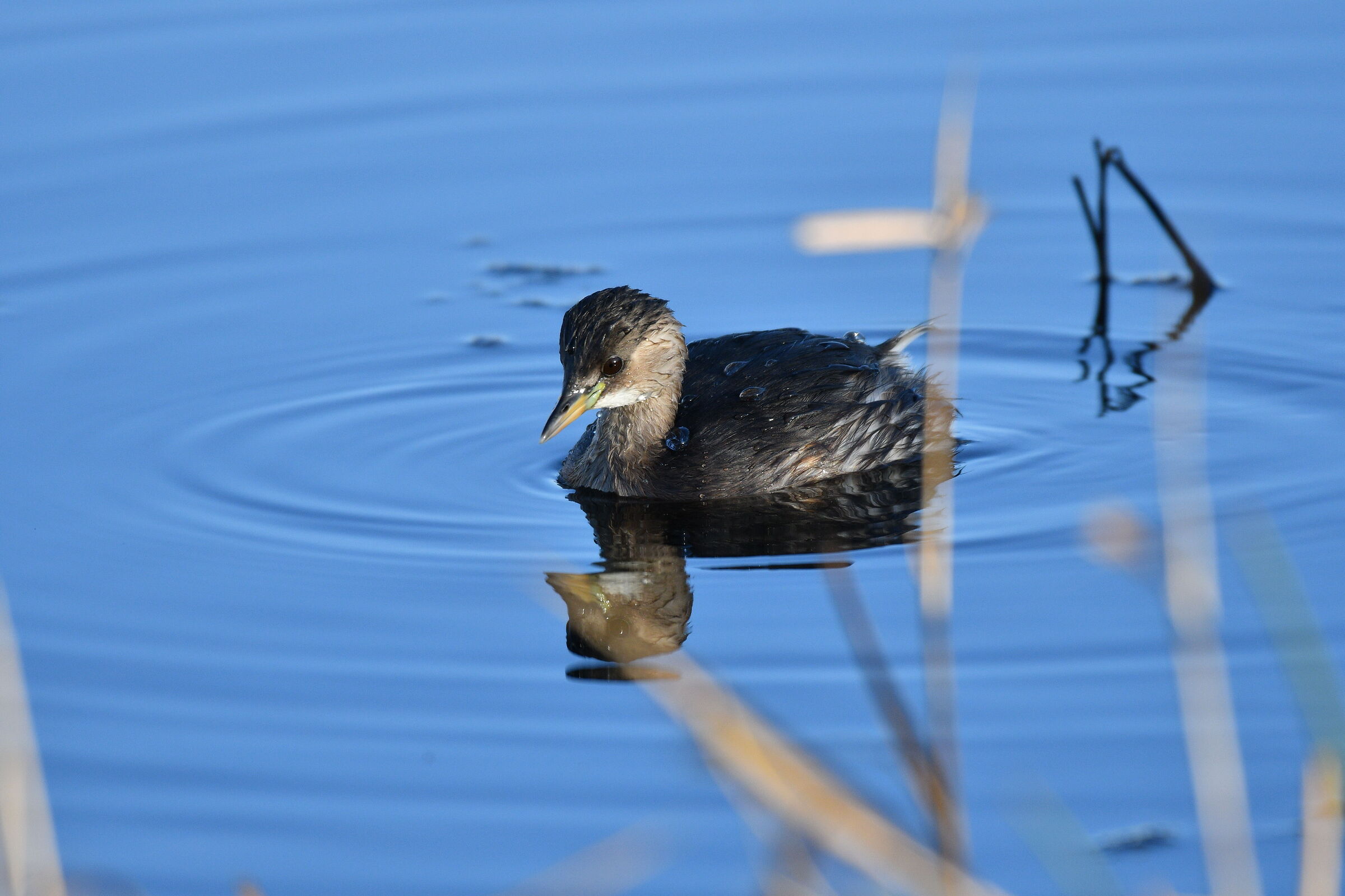 Dabchick