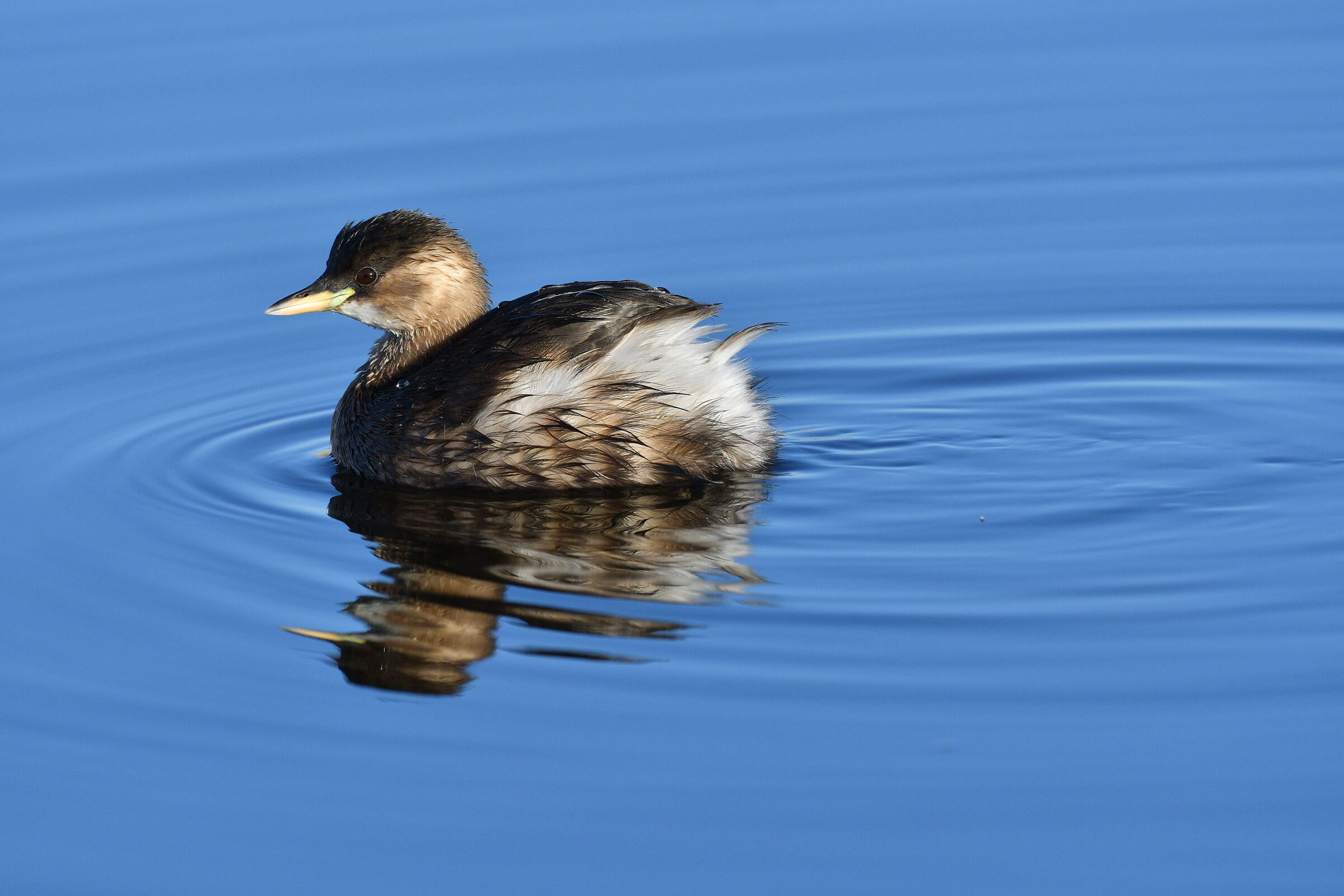 Dabchick