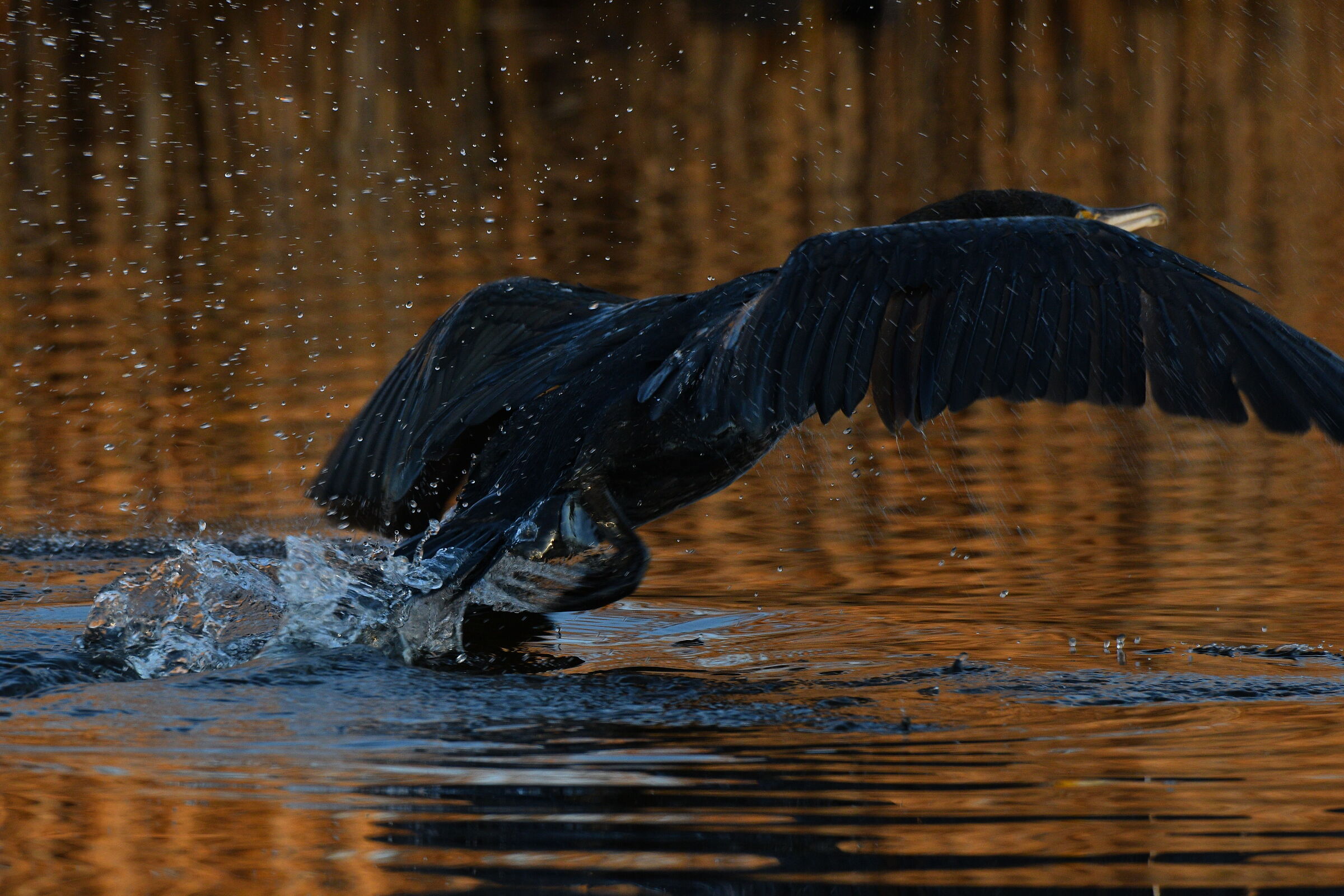 Very agitated cormorant
