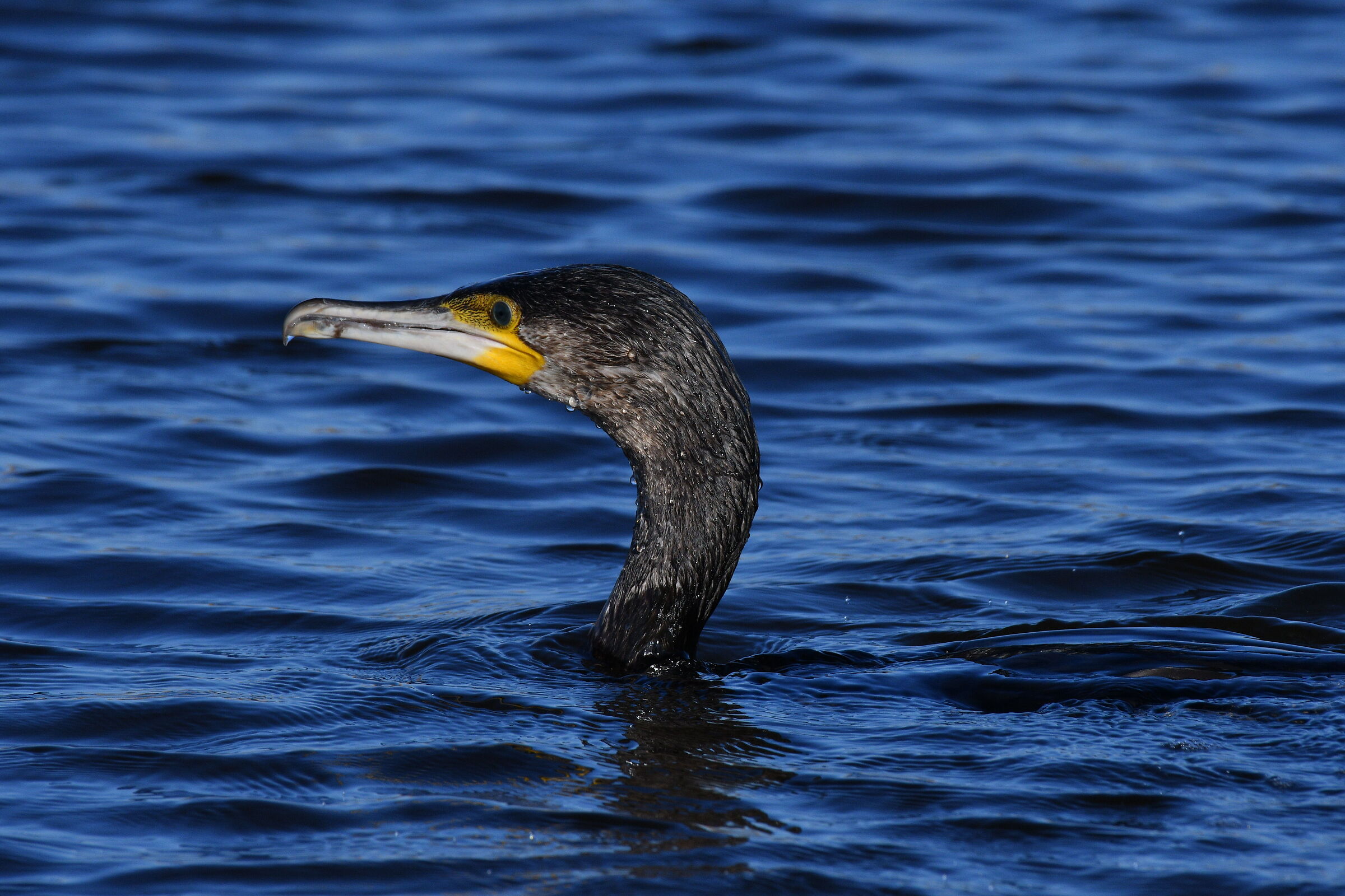 Cormorant in a moment of tranquility