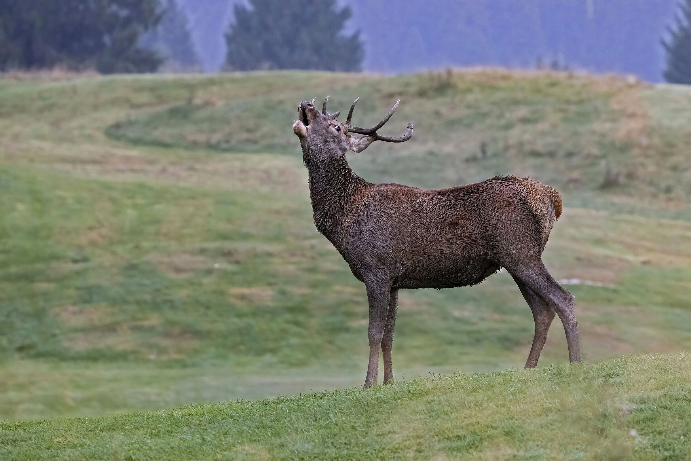 Deer in roar