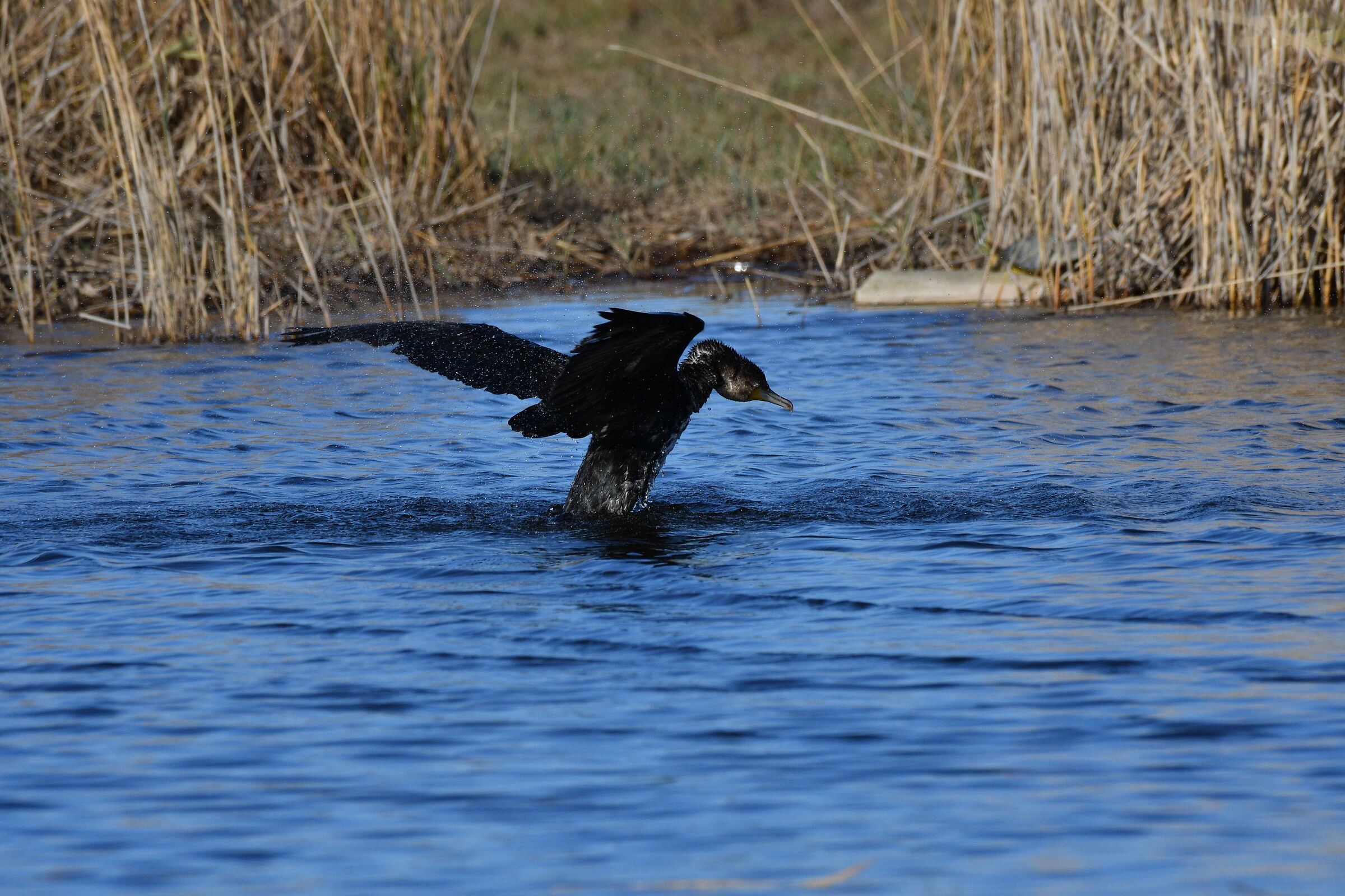 Washing cormorant