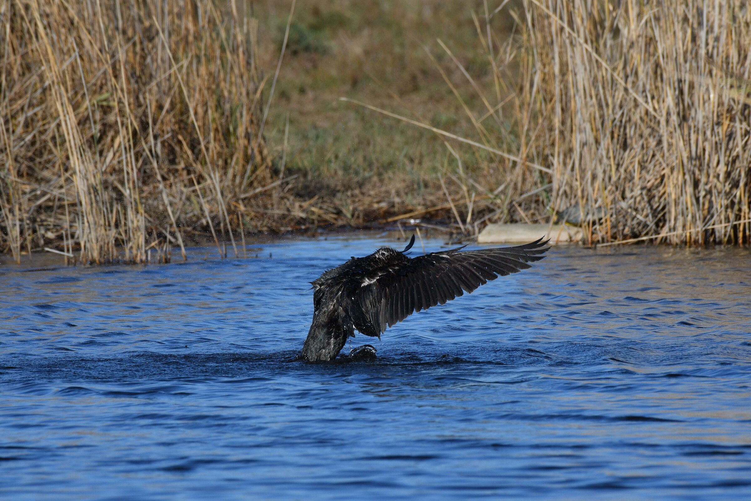 cormorant