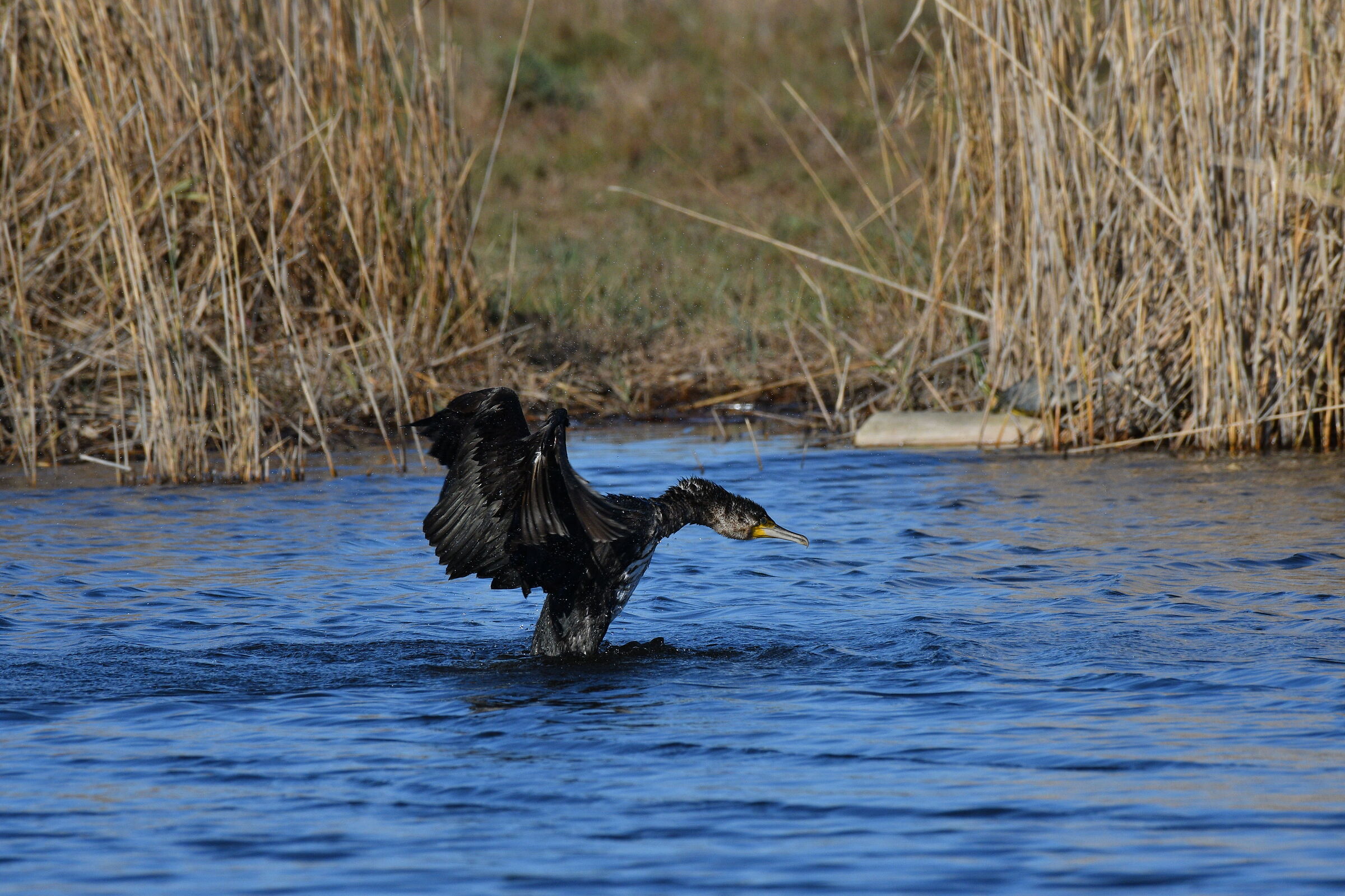 Cormorant