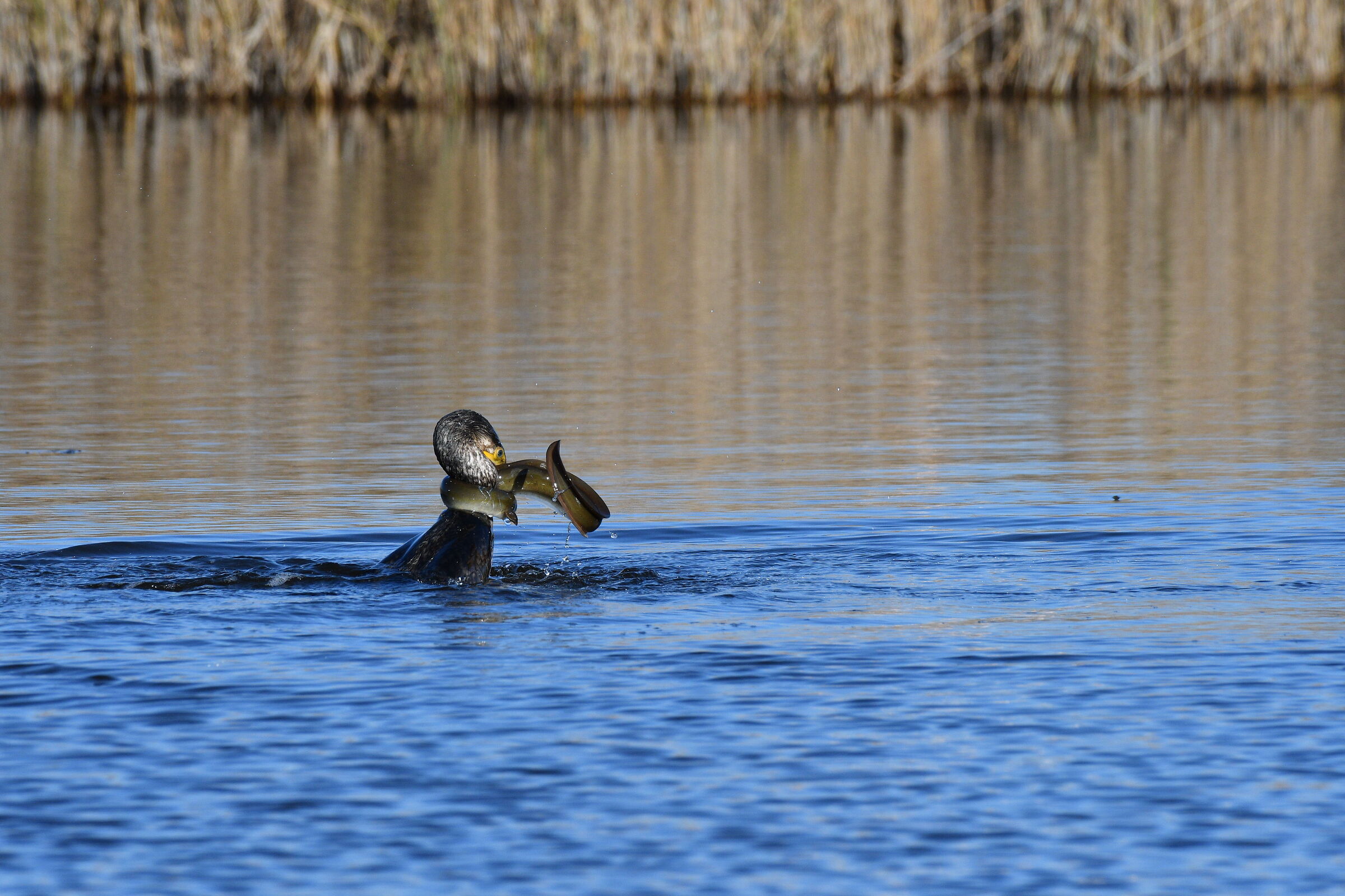 Cormorant difficult catch