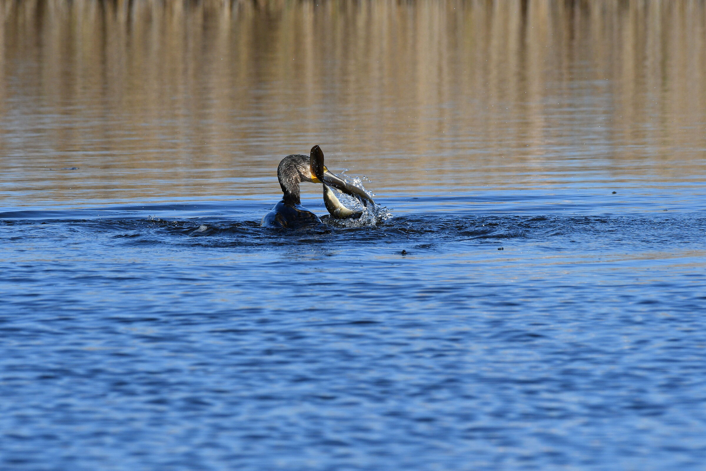 Cormorant continues capture