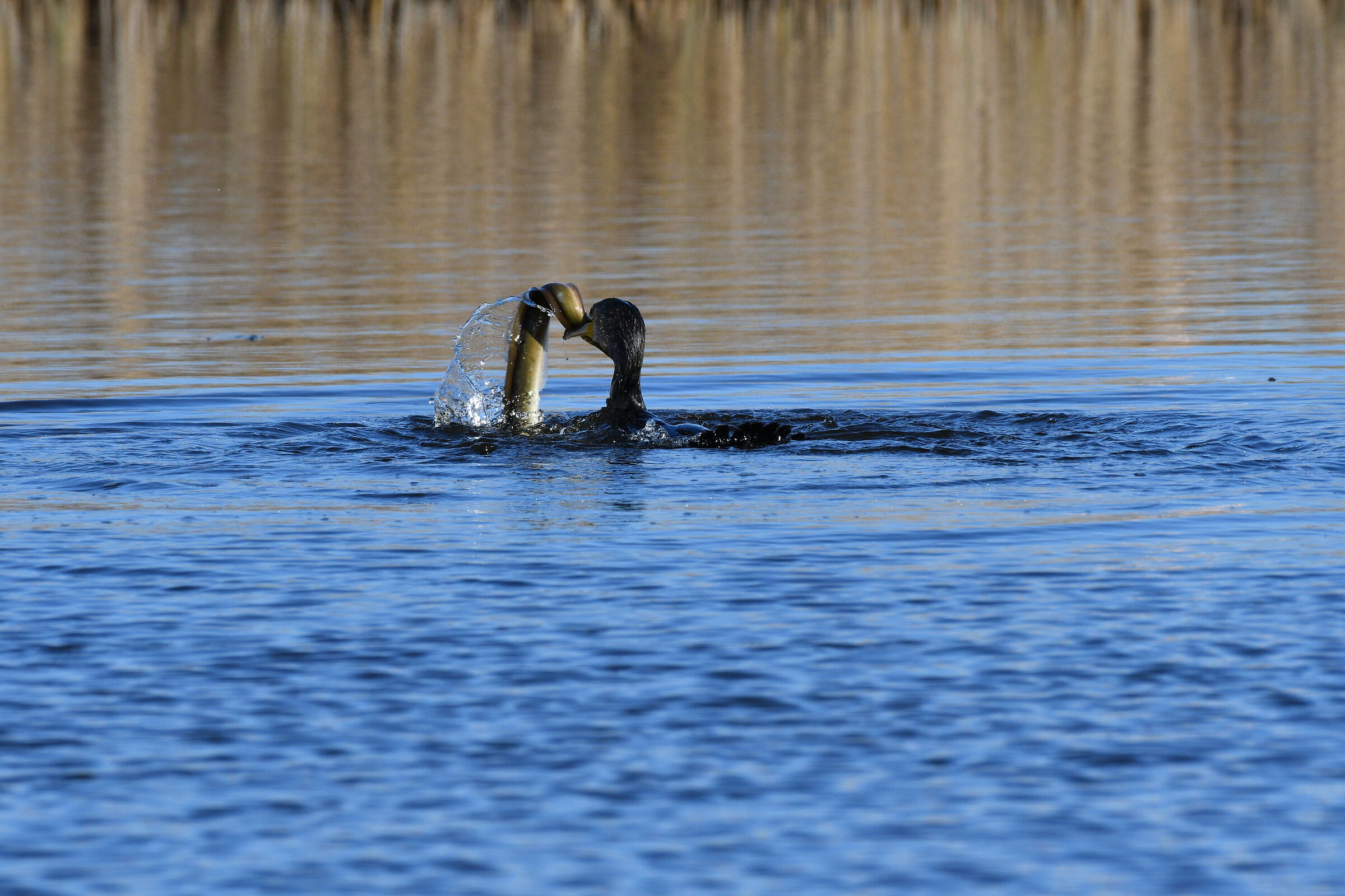 Cormorant last attempt
