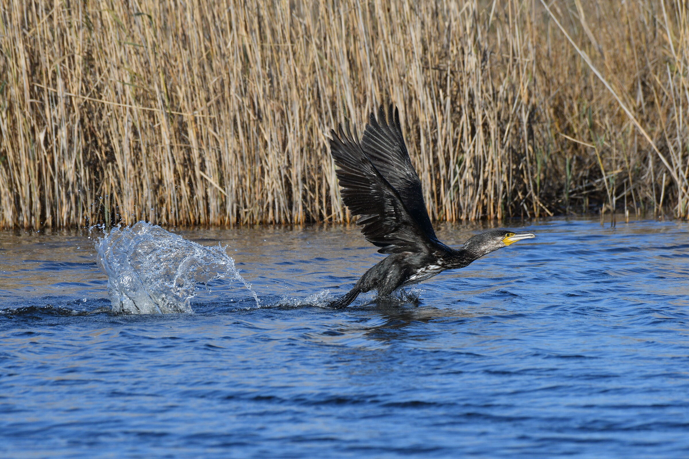 Cormorant just go away today do not take the bait