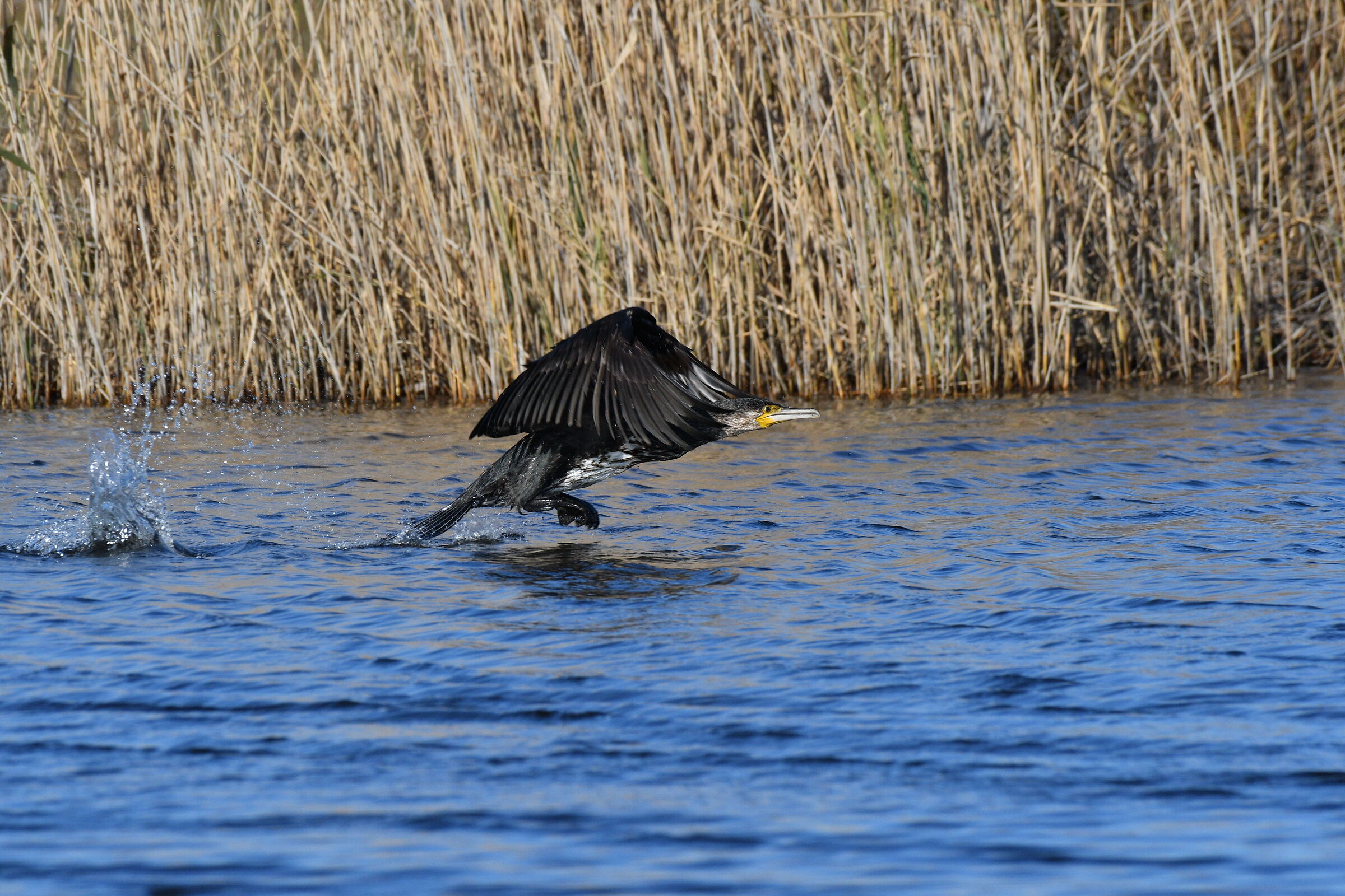 Cormorant