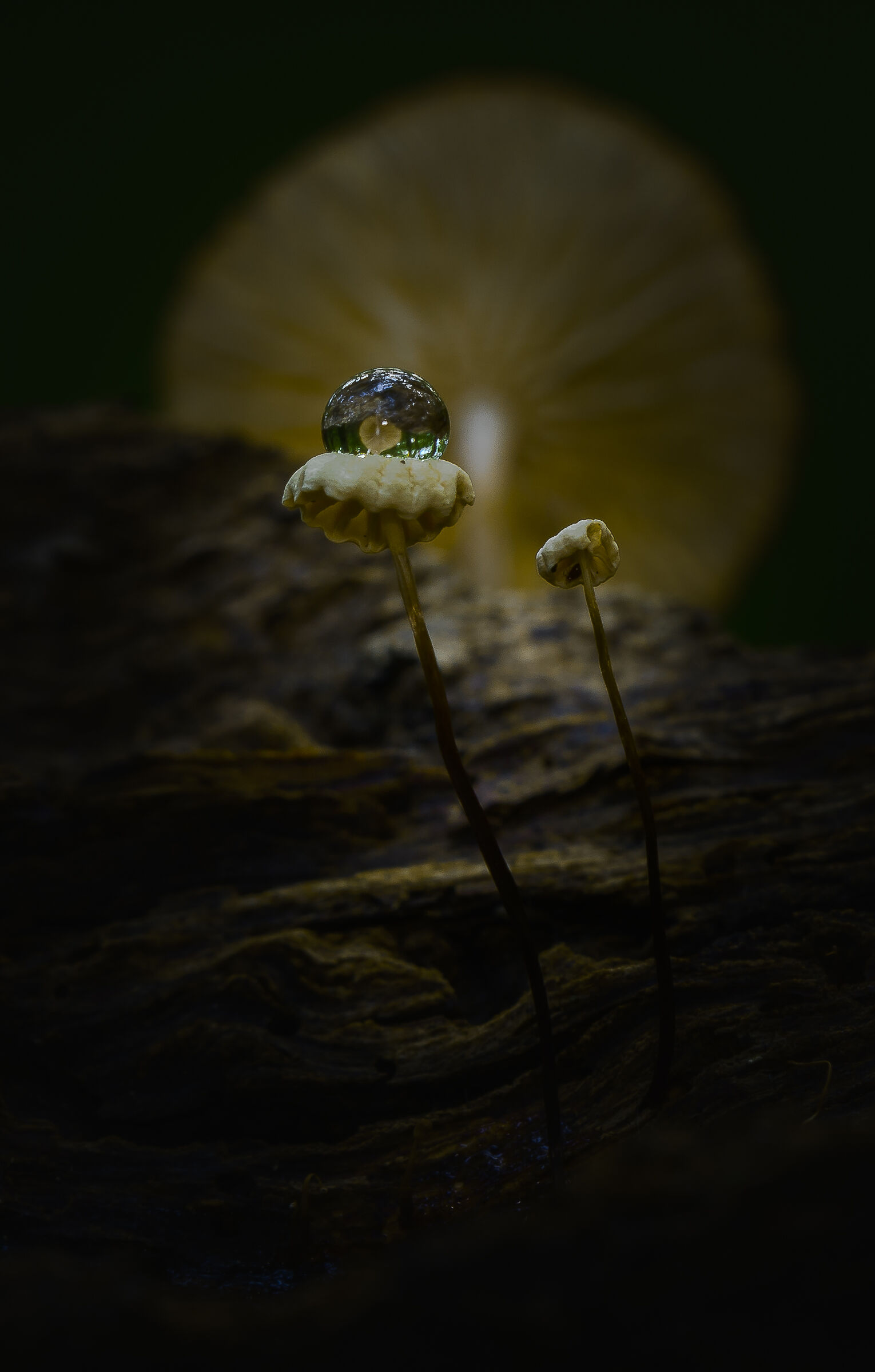 Nella parte più buia della foresta.....