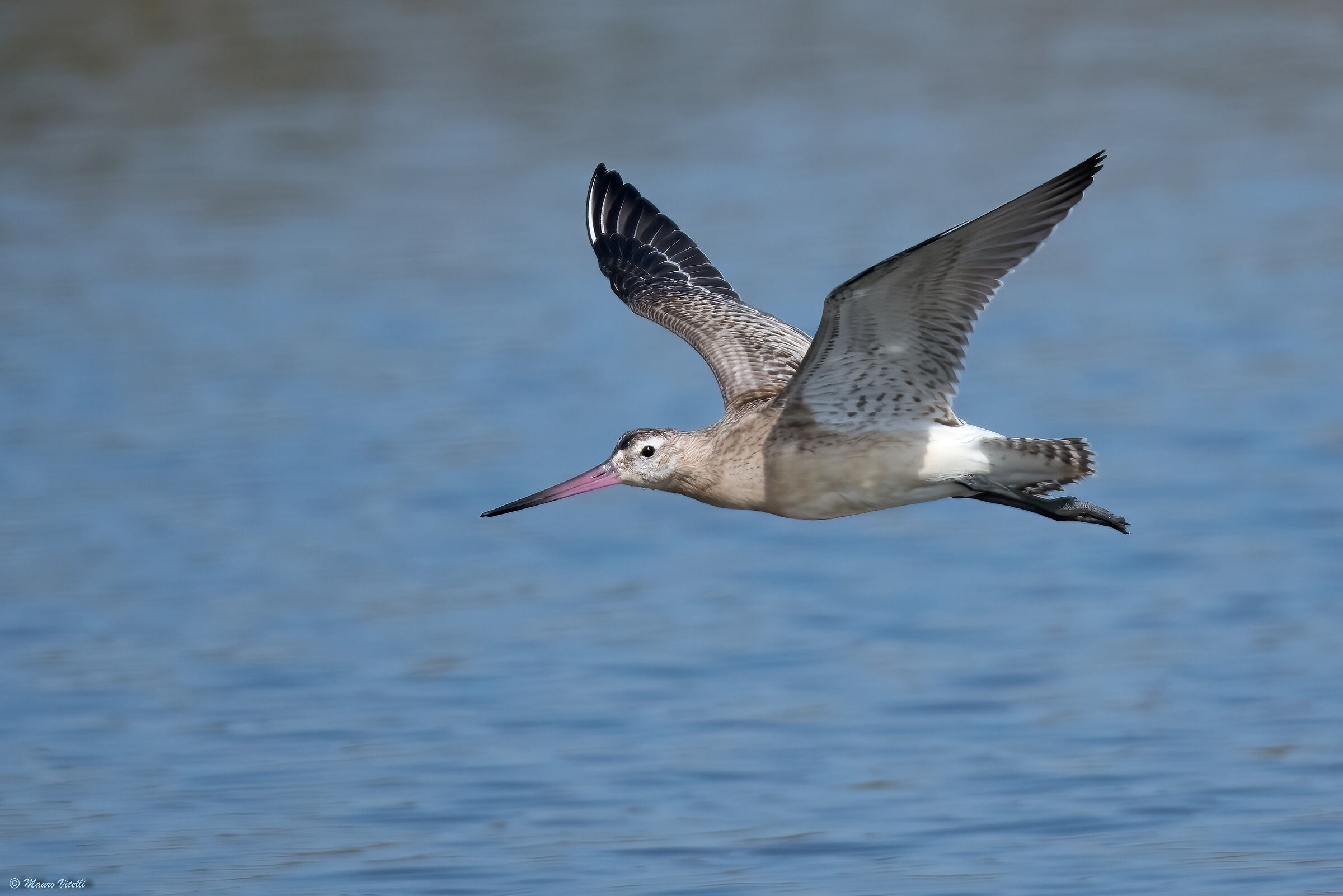 Lesser Pittima (Limosa lapponica)