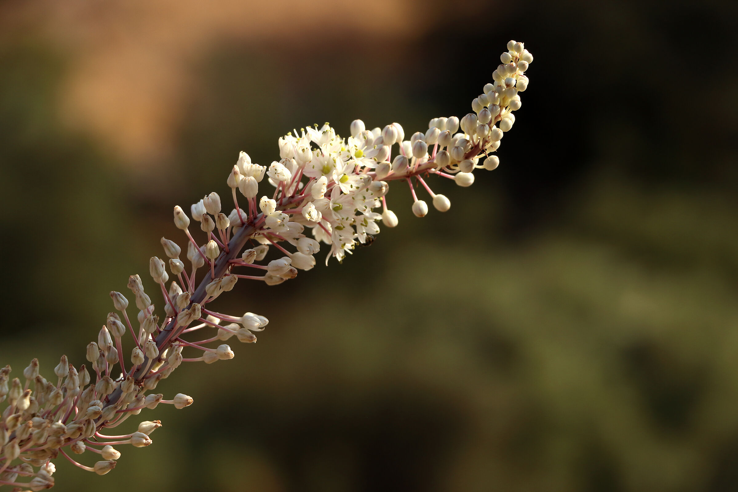 Karpathos 23 - narzisse asshodelus