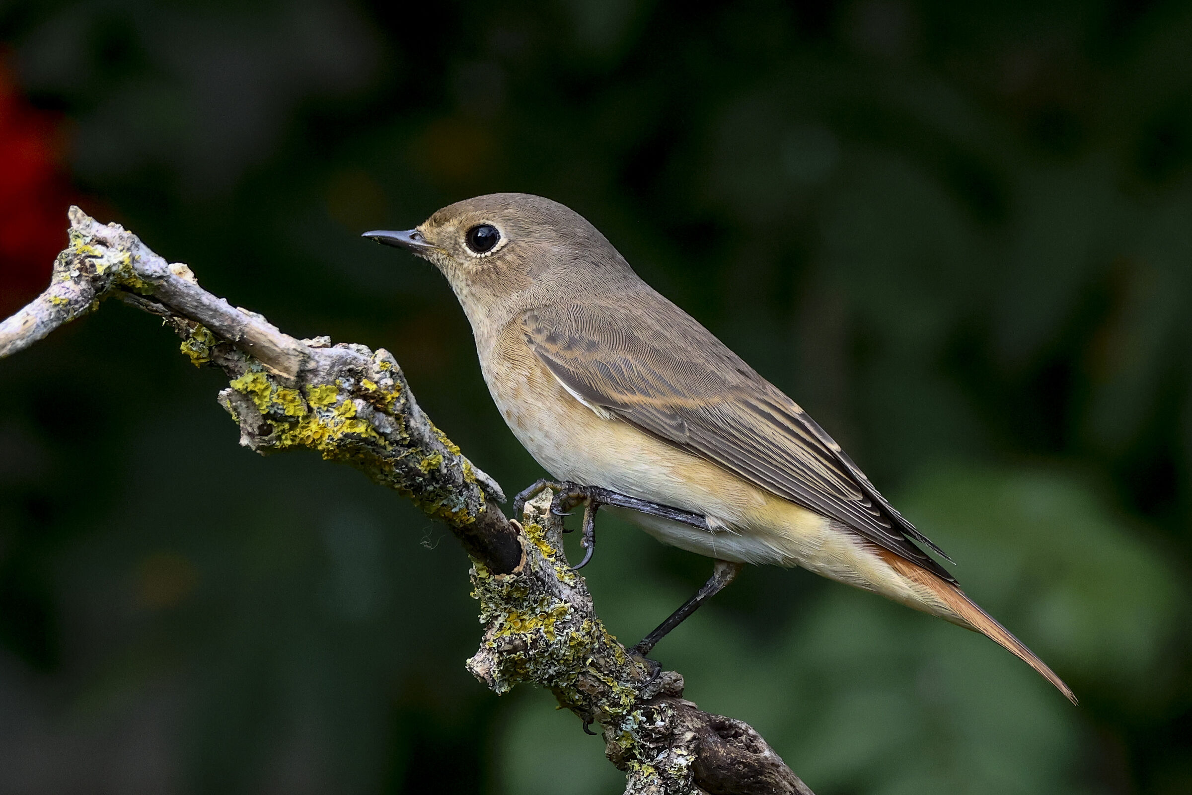 Redstart female