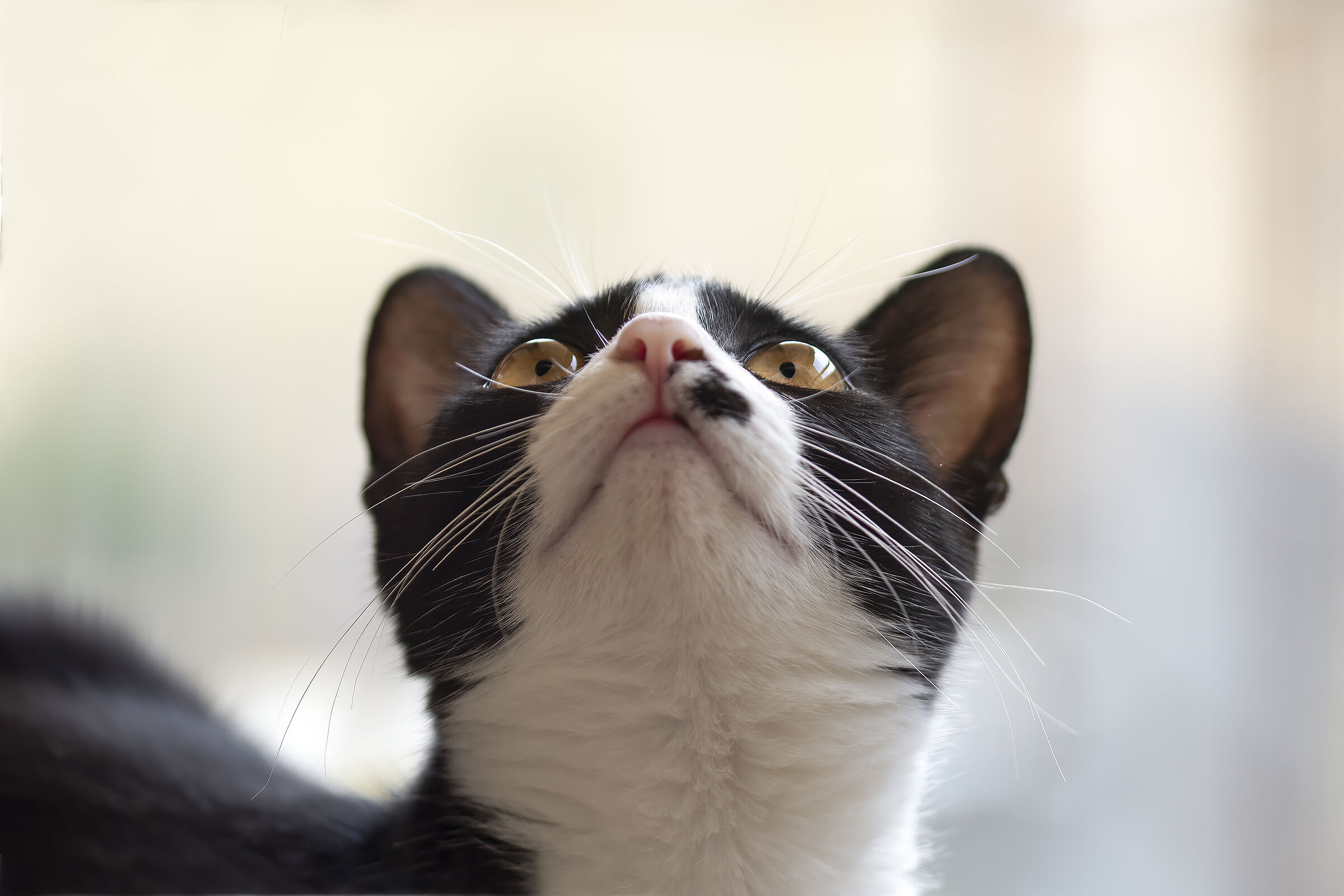 Milly's curiosity.