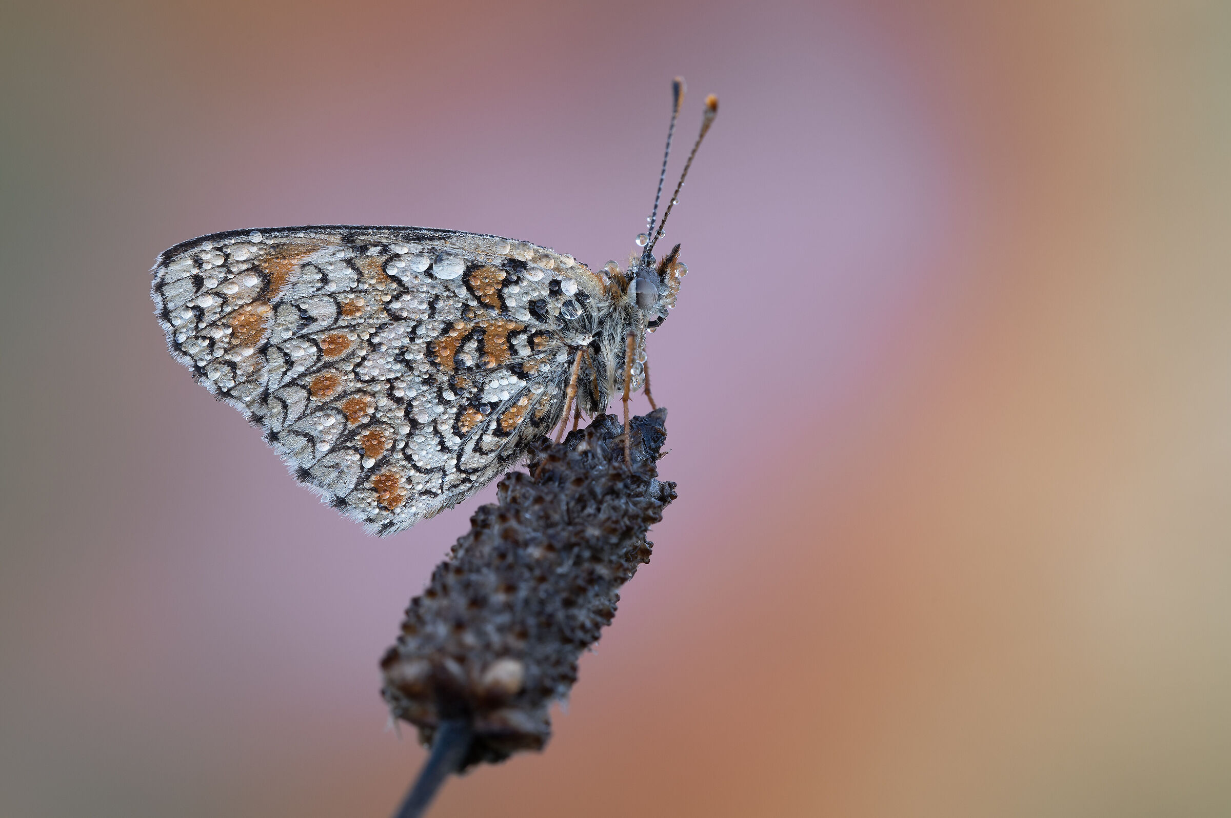 Melitaea didyma