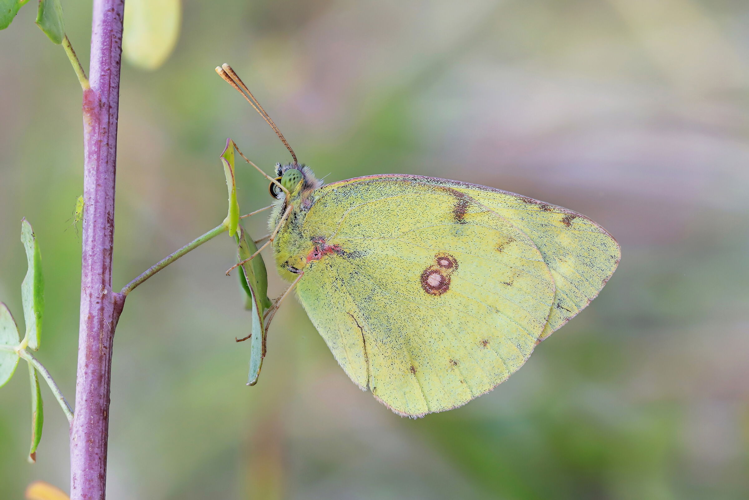 The Glitch in the Matrix