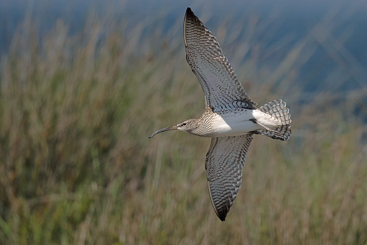 Whimbrel