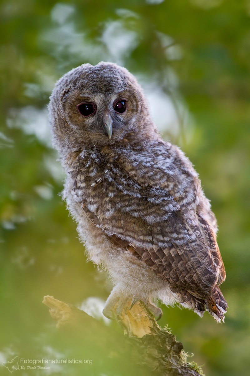 Pullus Owl (Strix aluco - Tawny Owl)