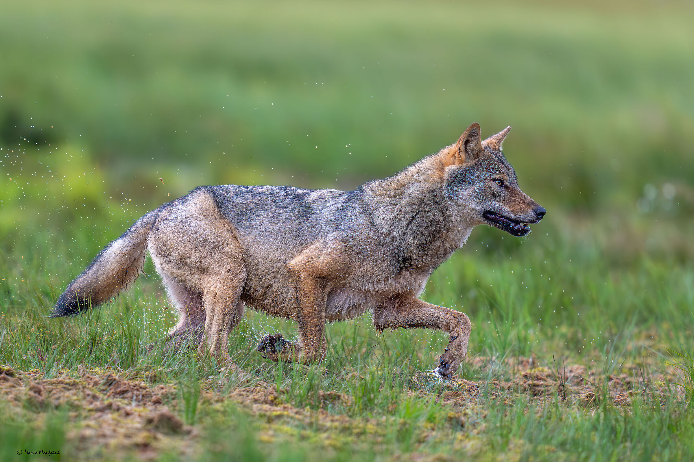 The elegance of the wolf