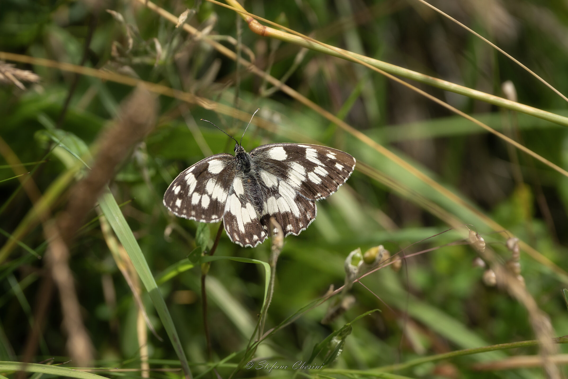 Melanargia Galathea