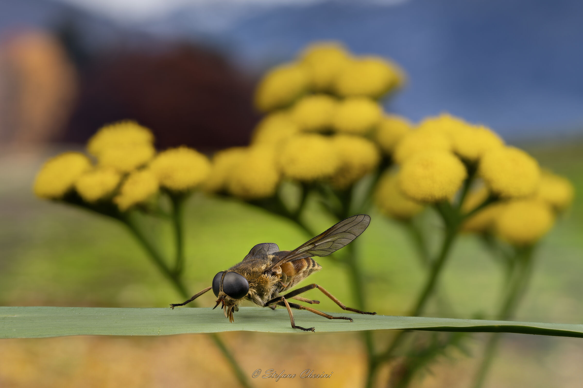 Tafano bovino nel paese delle meraviglie