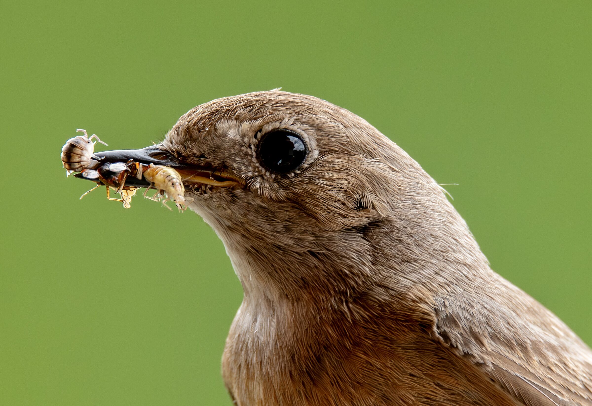 Redstart mom
