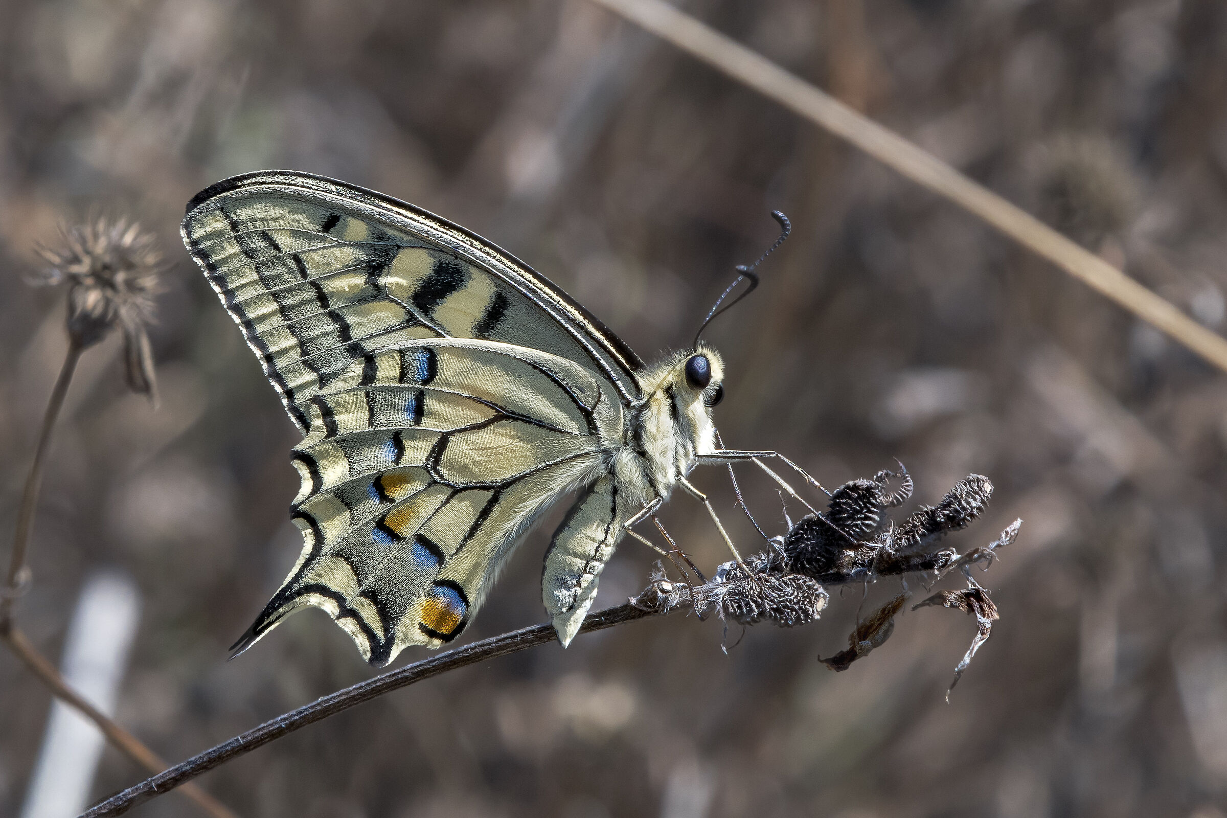 Macaone (Papilio machaon Linnaeus, 1758)